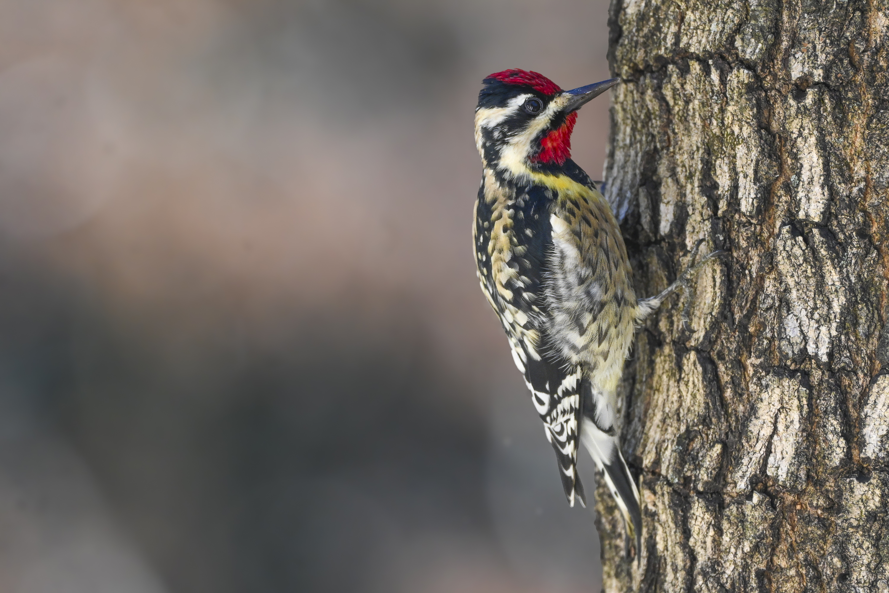 Yellow-bellied Sapsucker (Sphyrapicus varius) | Atlanta, GA