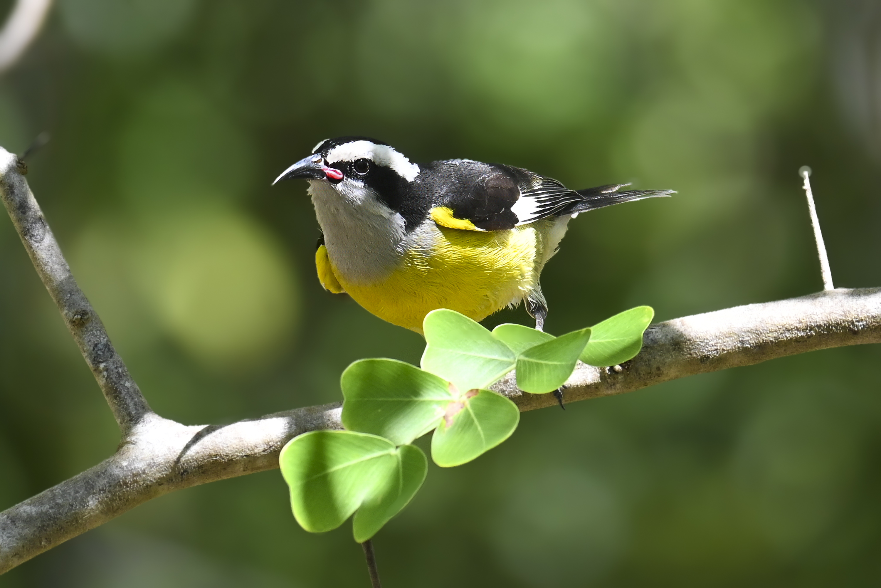 Bananaquit (Coereba flaveola) | Grand Cayman, Cayman Islands