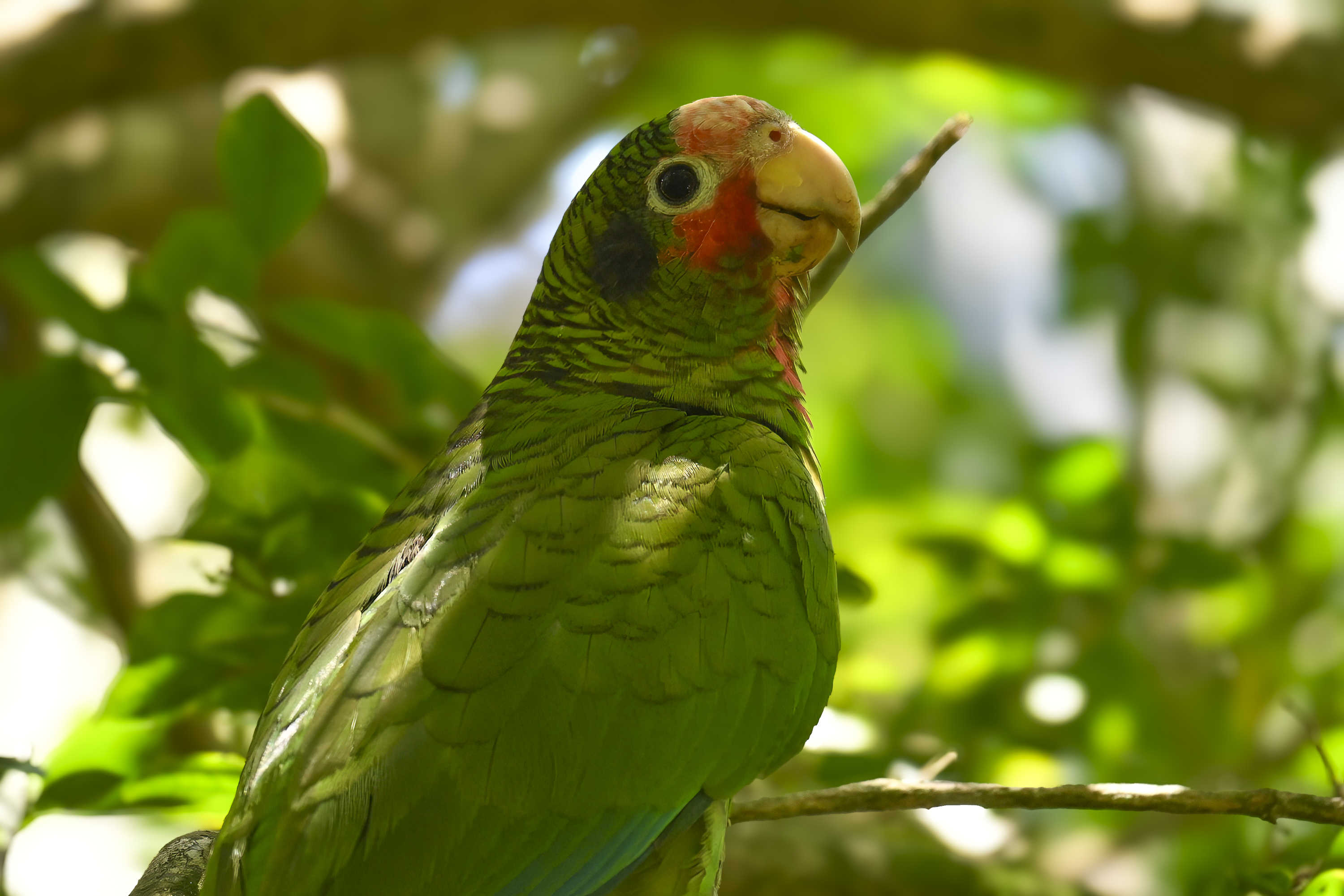 Cayman Parrot (Amazona leucocephala caymanensis) | Grand Cayman, Cayman Islands