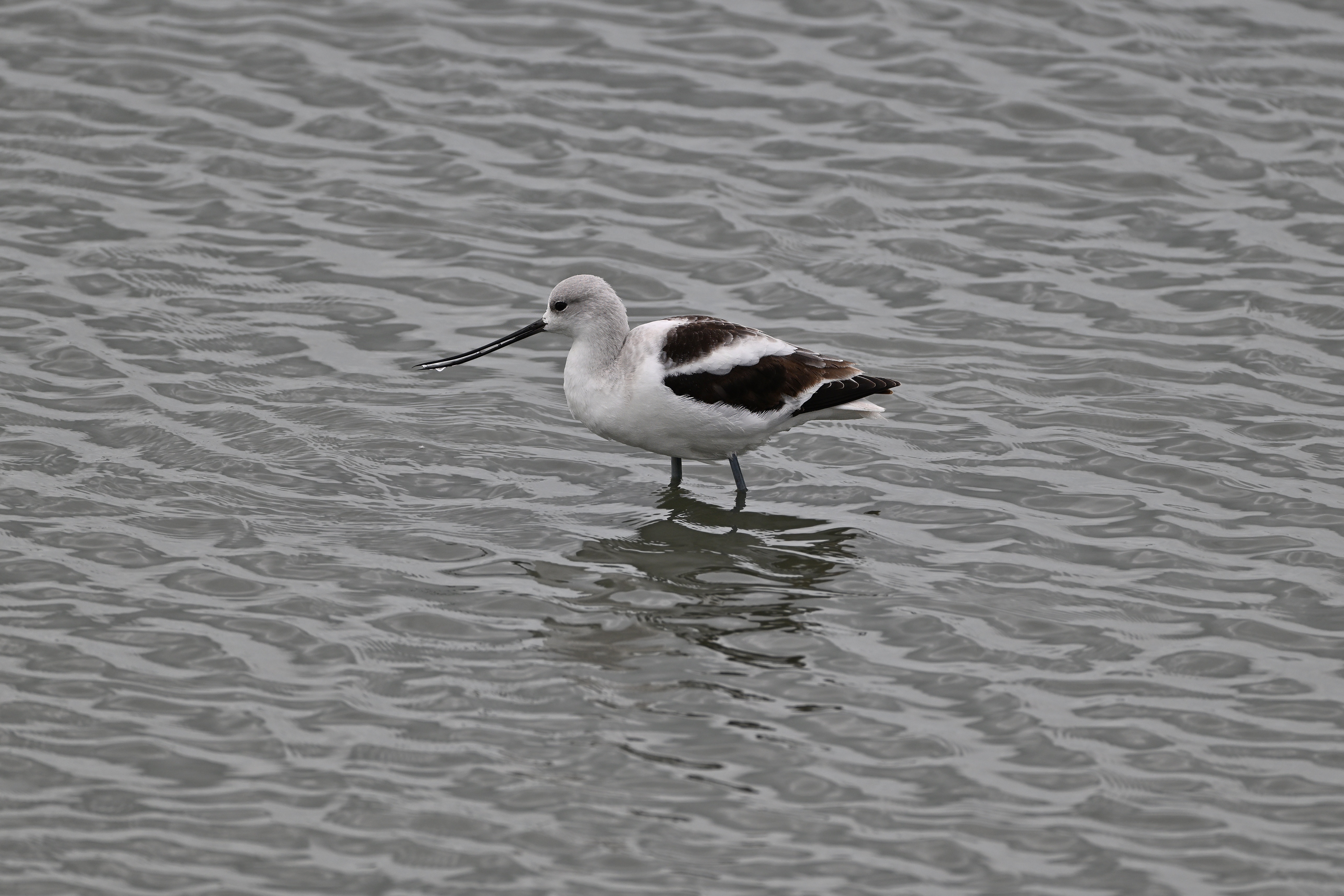 American Avocet showing distinctive upturned bill
