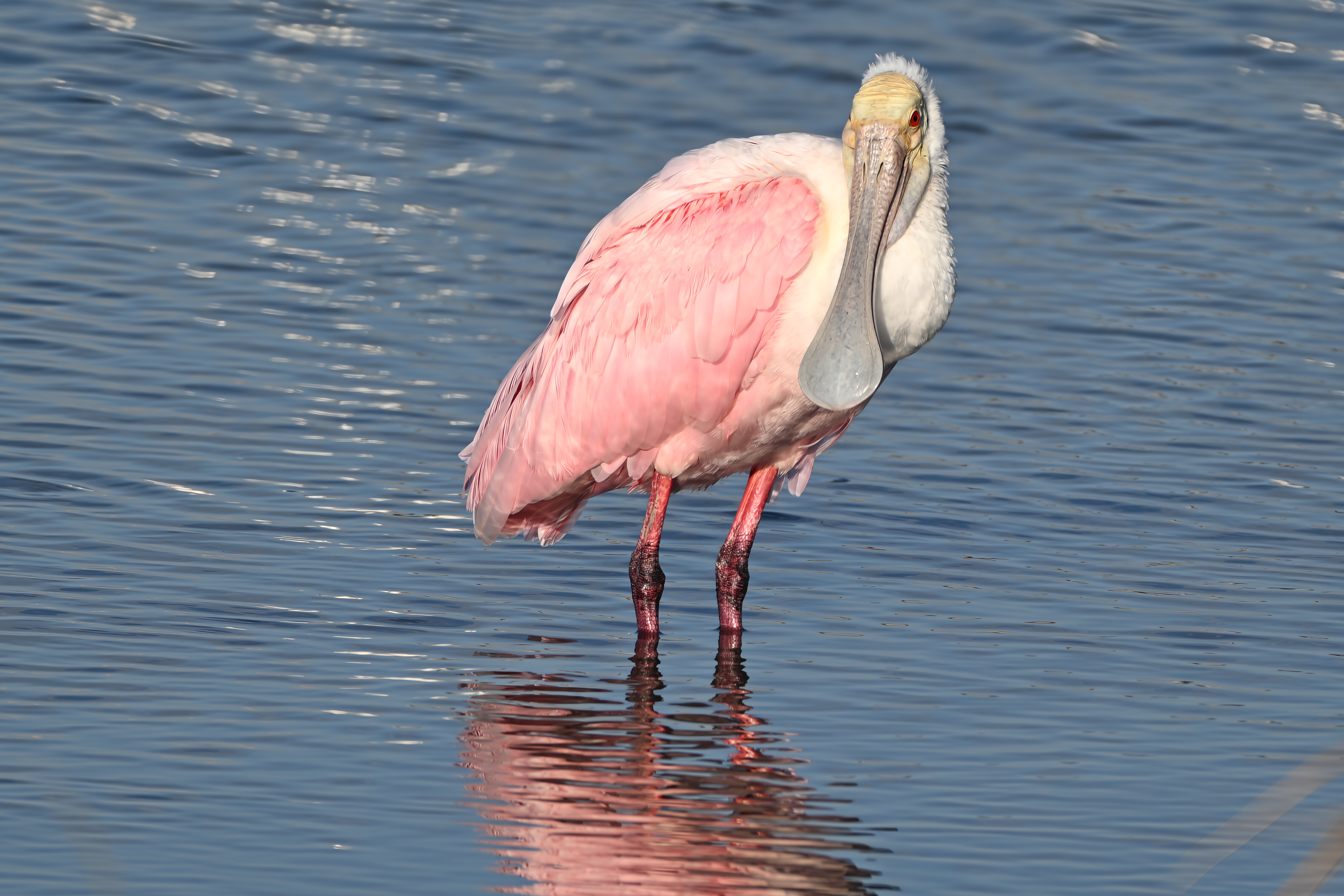 Roseate Spoonbill with vibrant pink plumage