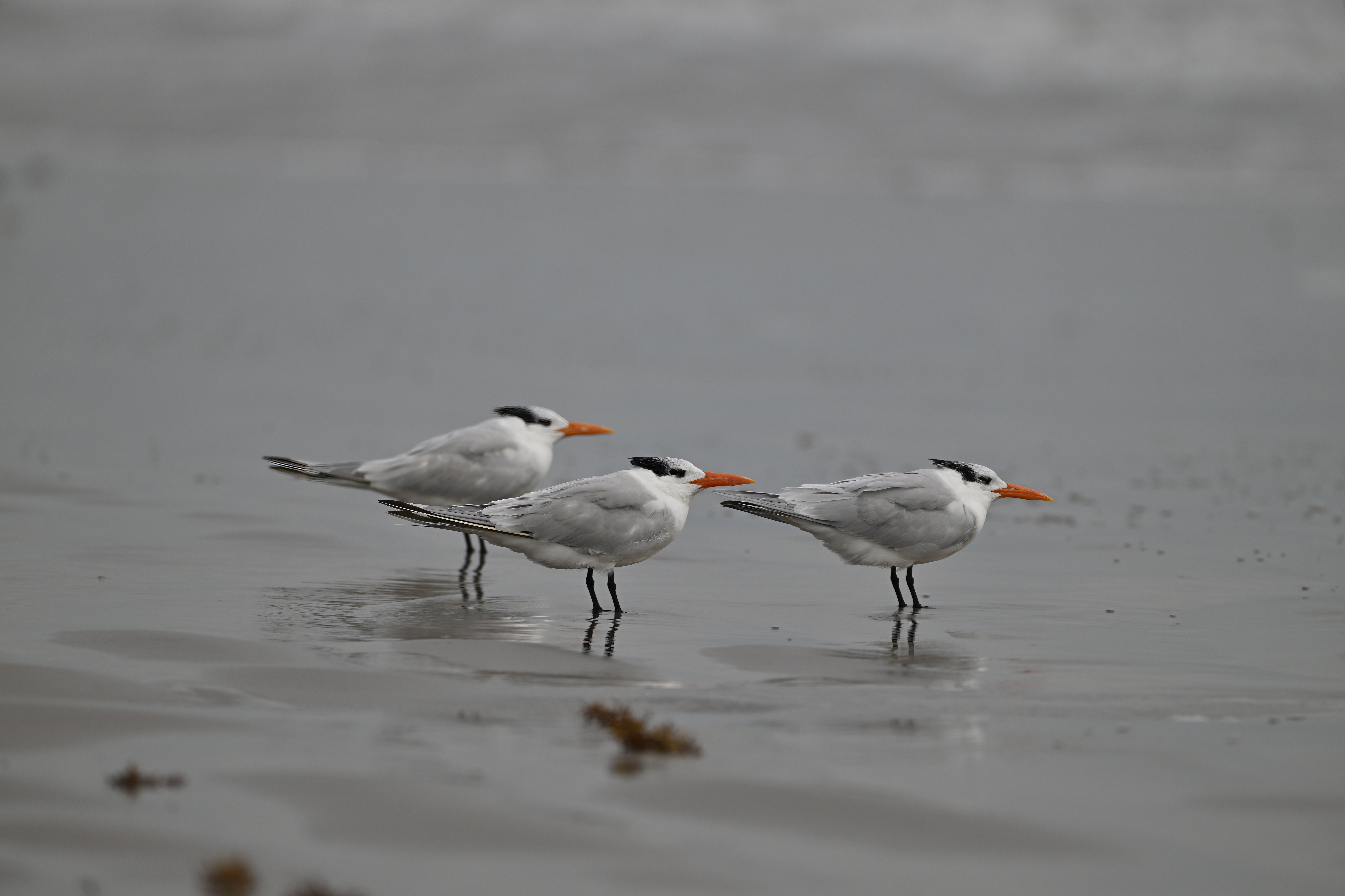 Royal Tern perched near the water