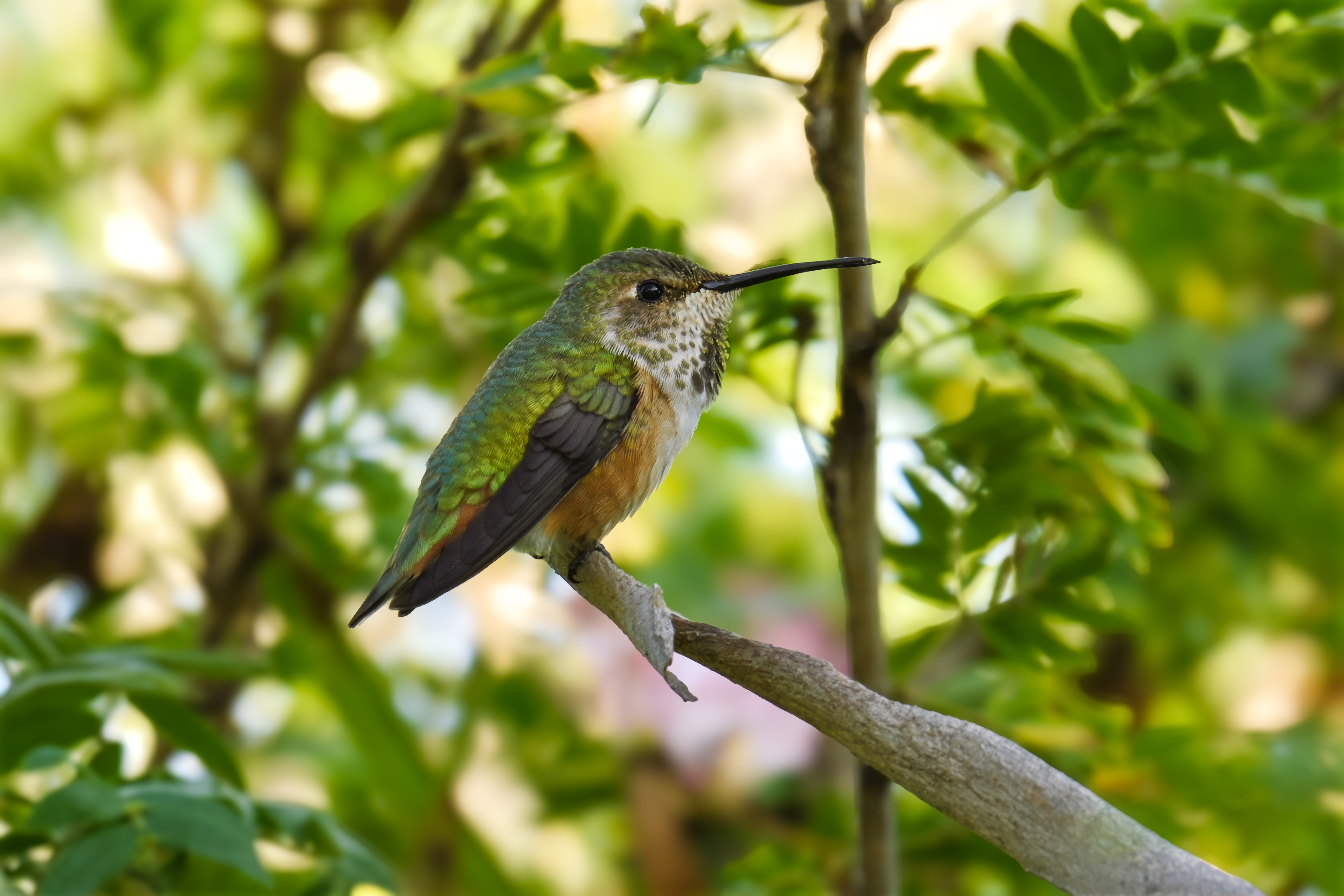 Anna's Hummingbird (Calypte anna) | Western USA