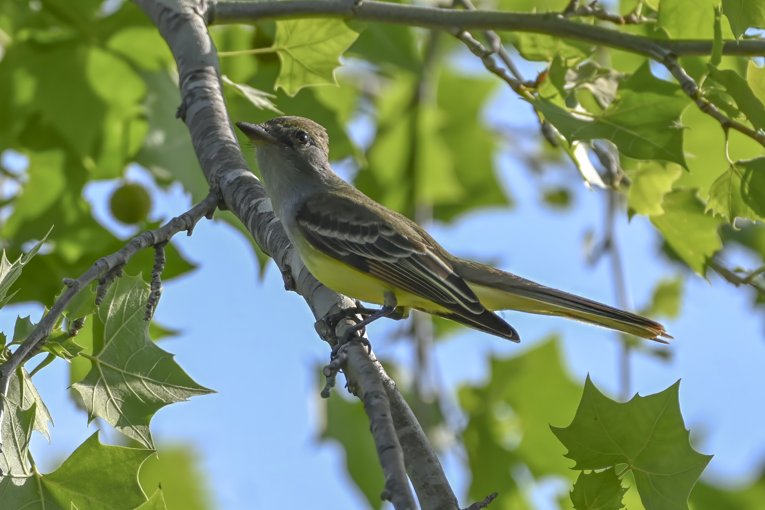 Ash-throated Flycatcher (Myiarchus cinerascens) | Austin, TX