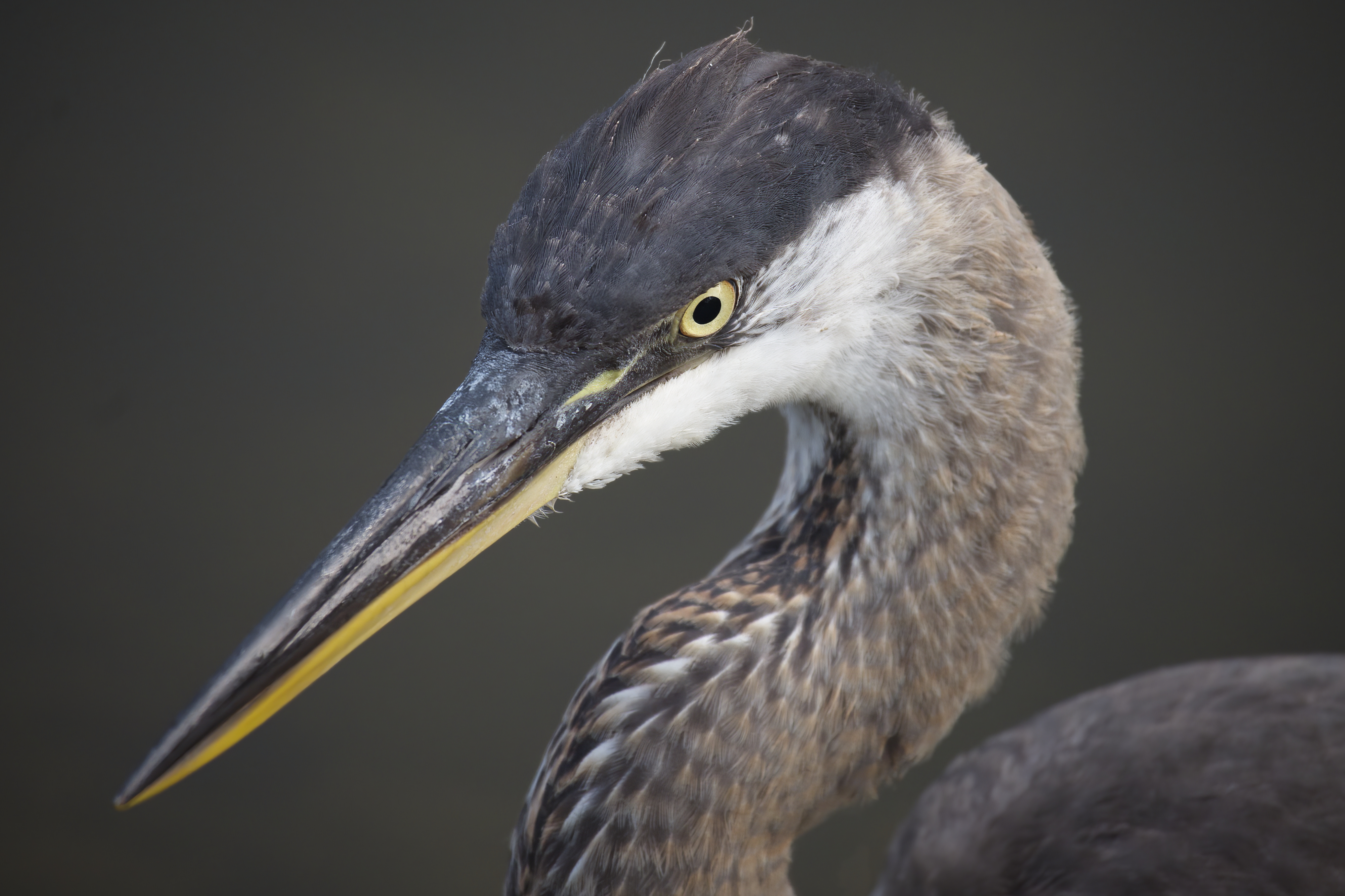 Great Blue Heron (Ardea herodias) | Atlanta, GA