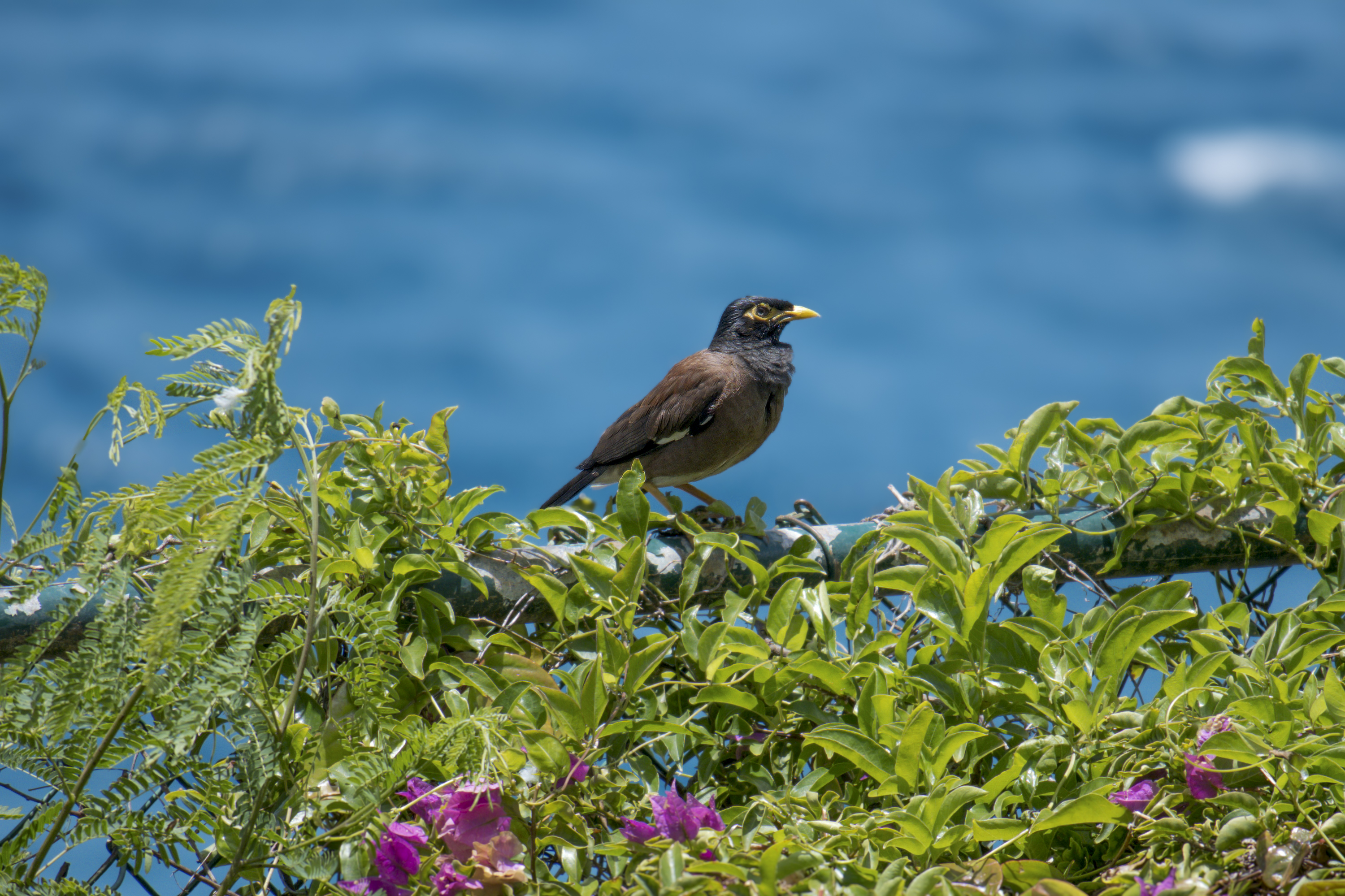 The most common bird in Maui, a starling-like bird with a bright yellow eye and beak