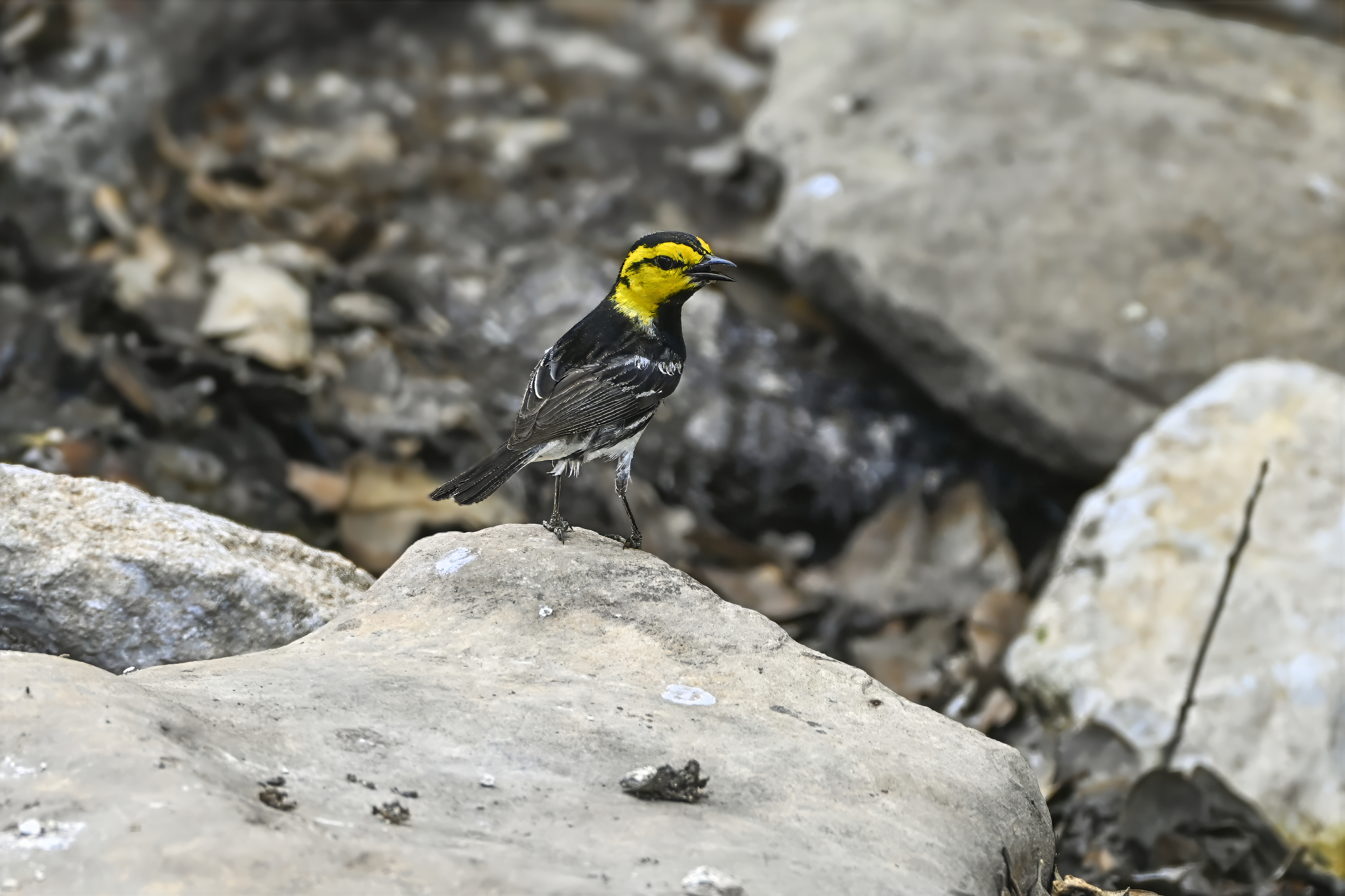 Golden-cheeked Warbler (Setophaga chrysoparia) | Kerr County, TX