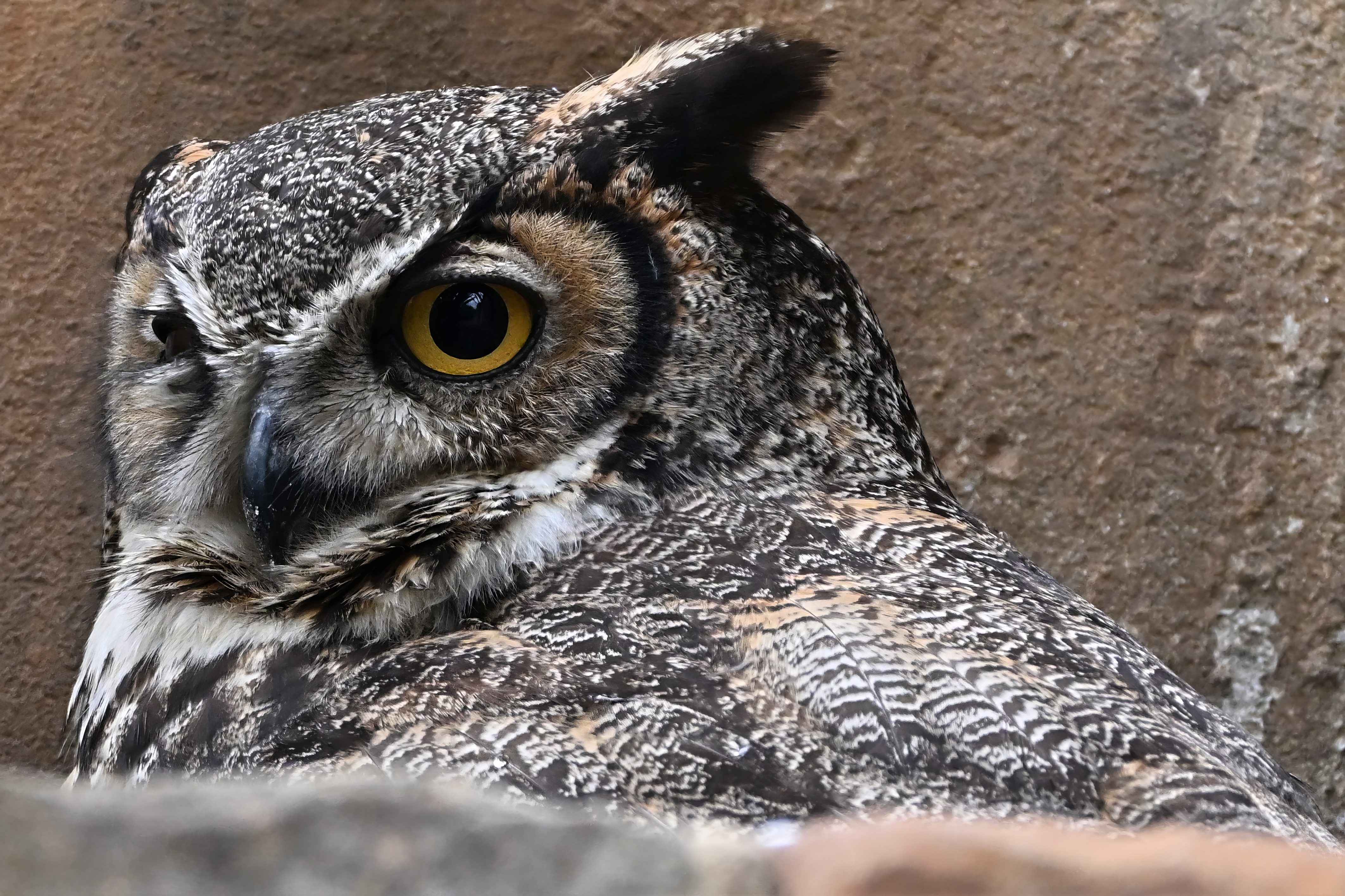 Great Horned Owl (Bubo virginianus) | Ladybird Johnson Wildflower Center, Austin, TX