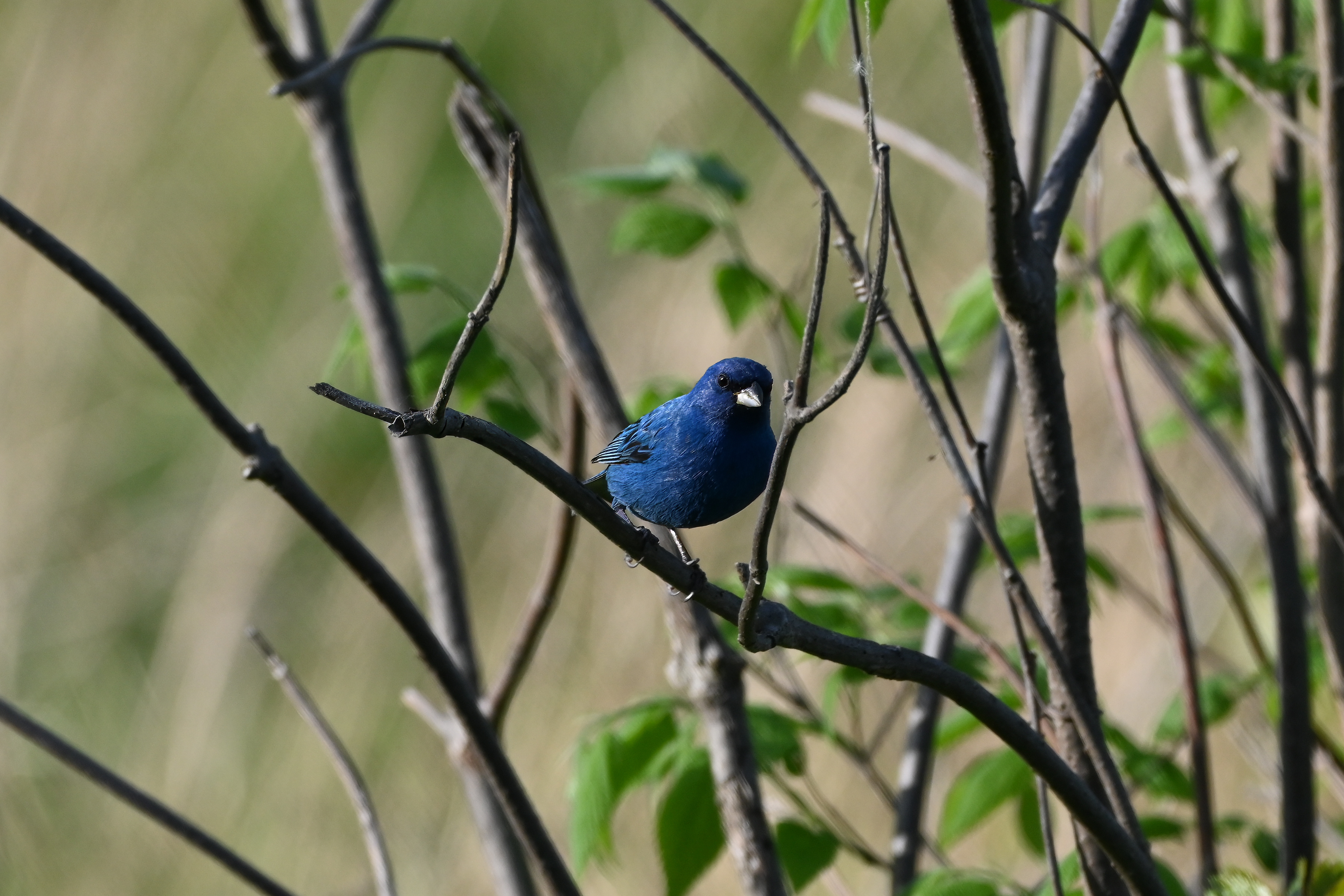 Bright blue Indigo Bunting on a small branch