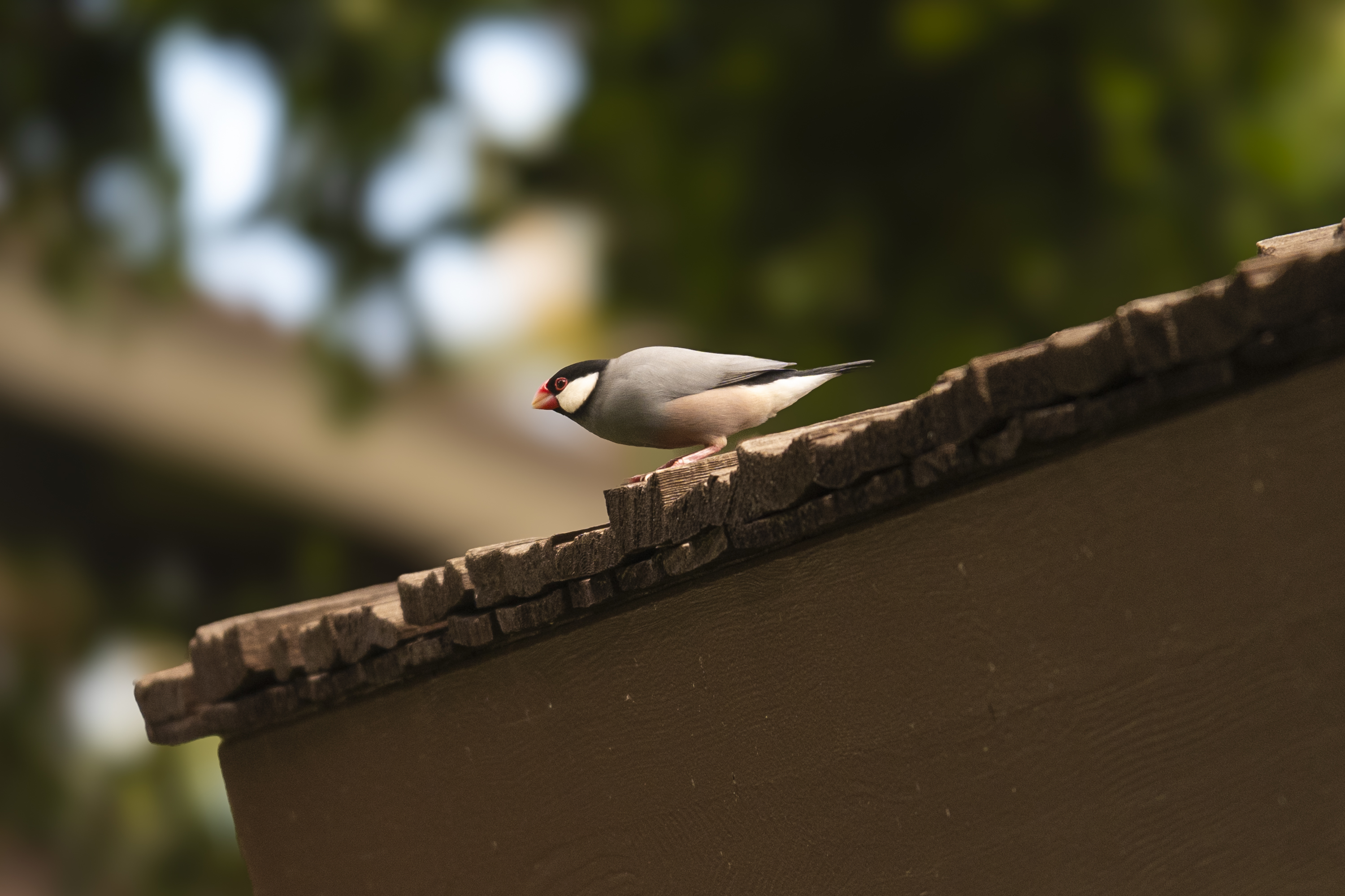 Java Sparrow (Lonchura oryzivora) | Maui, HI