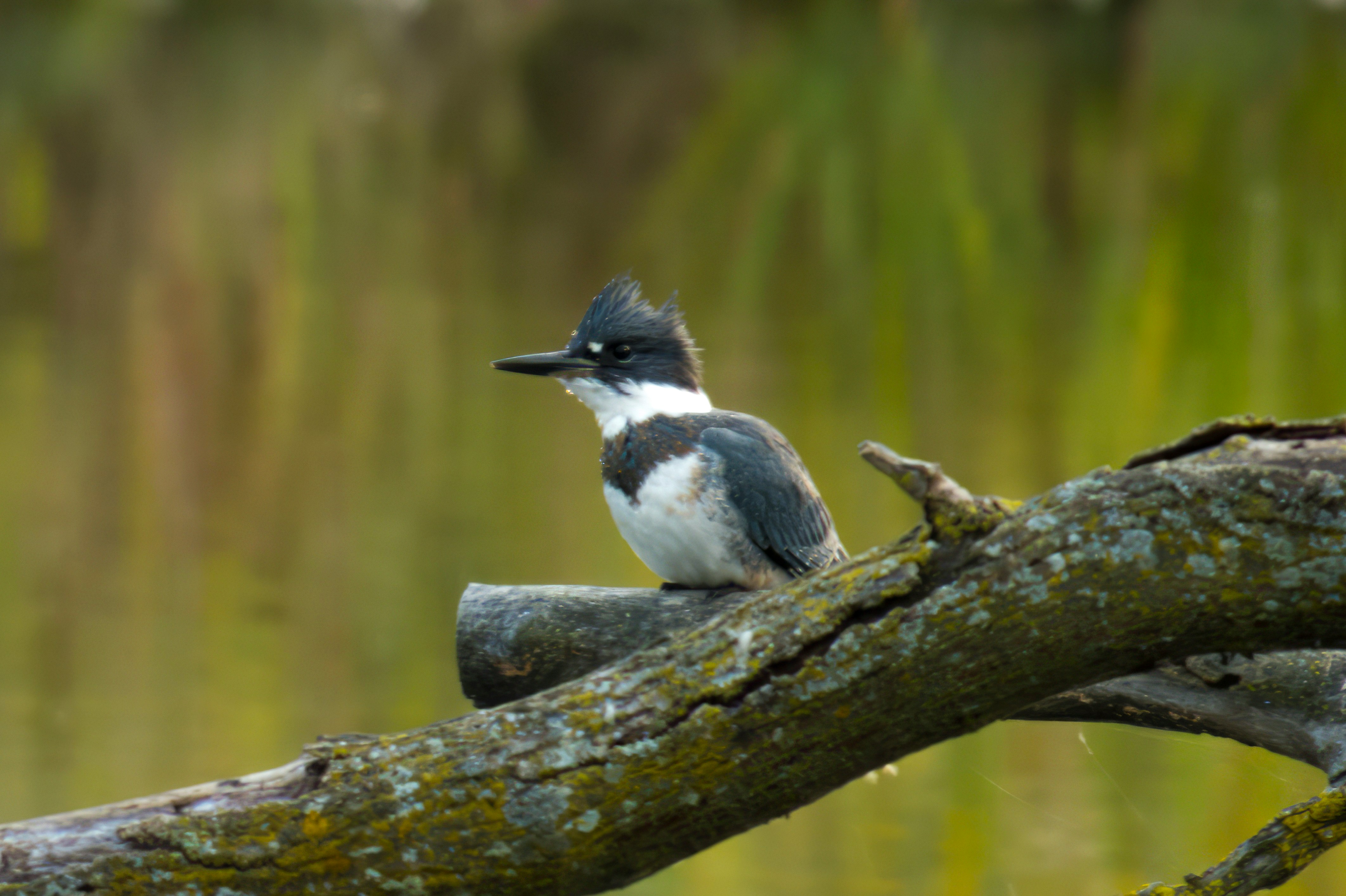 Belted Kingfisher