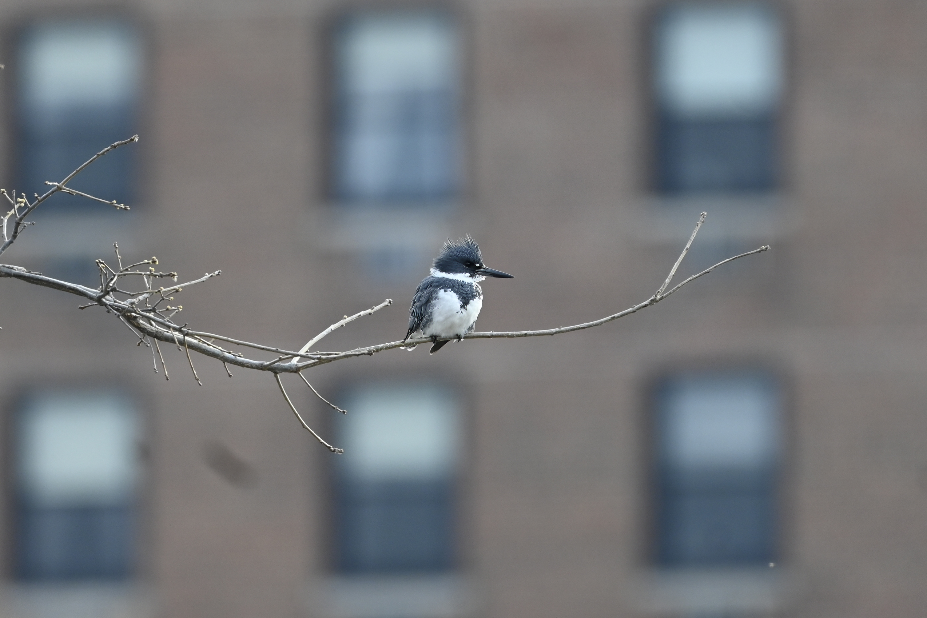 Belted Kingfisher (Megaceryle alcyon) | Chicago, IL