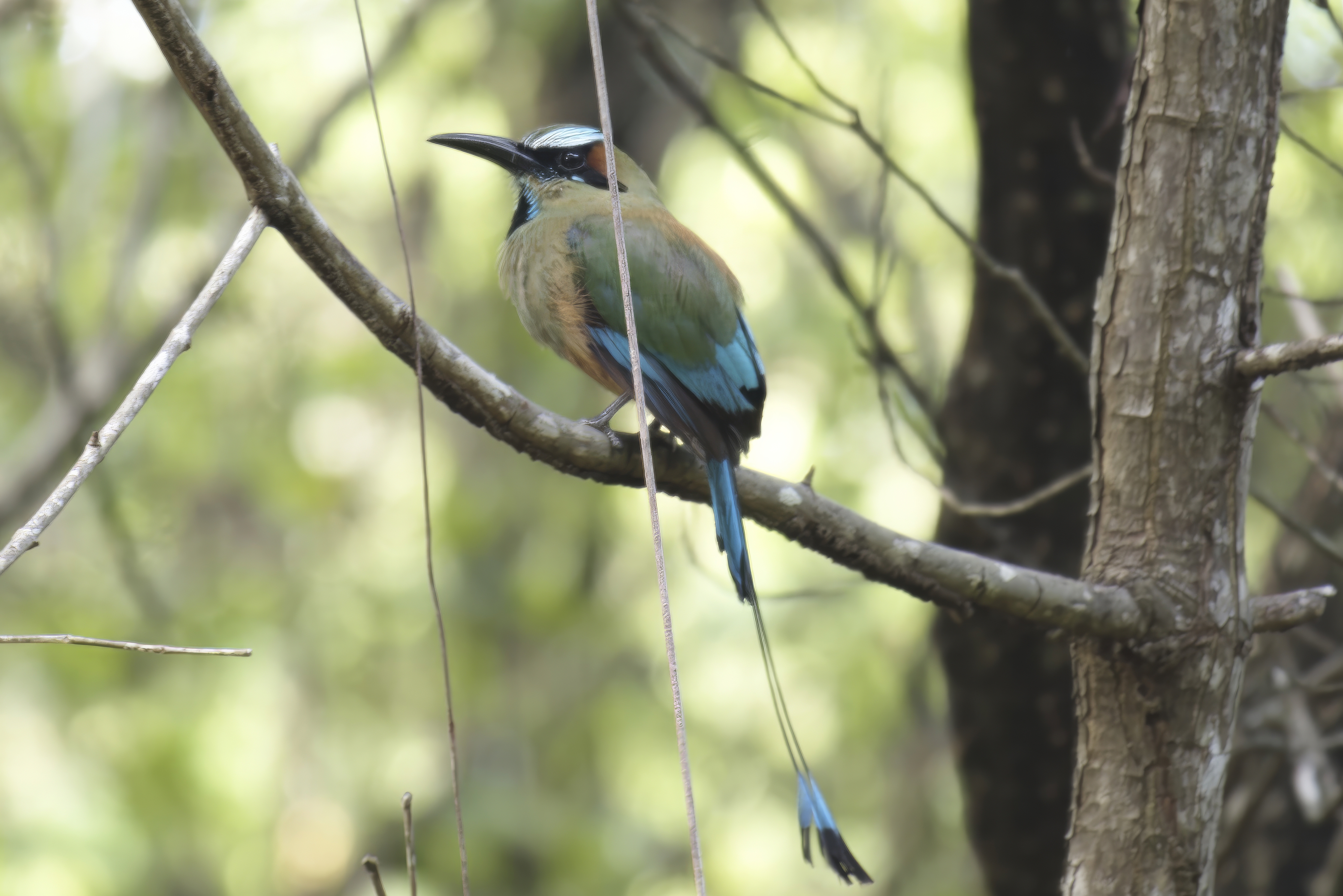Turquoise-browed Motmot (Eumomota superciliosa) | Guanacaste, Costa Rica