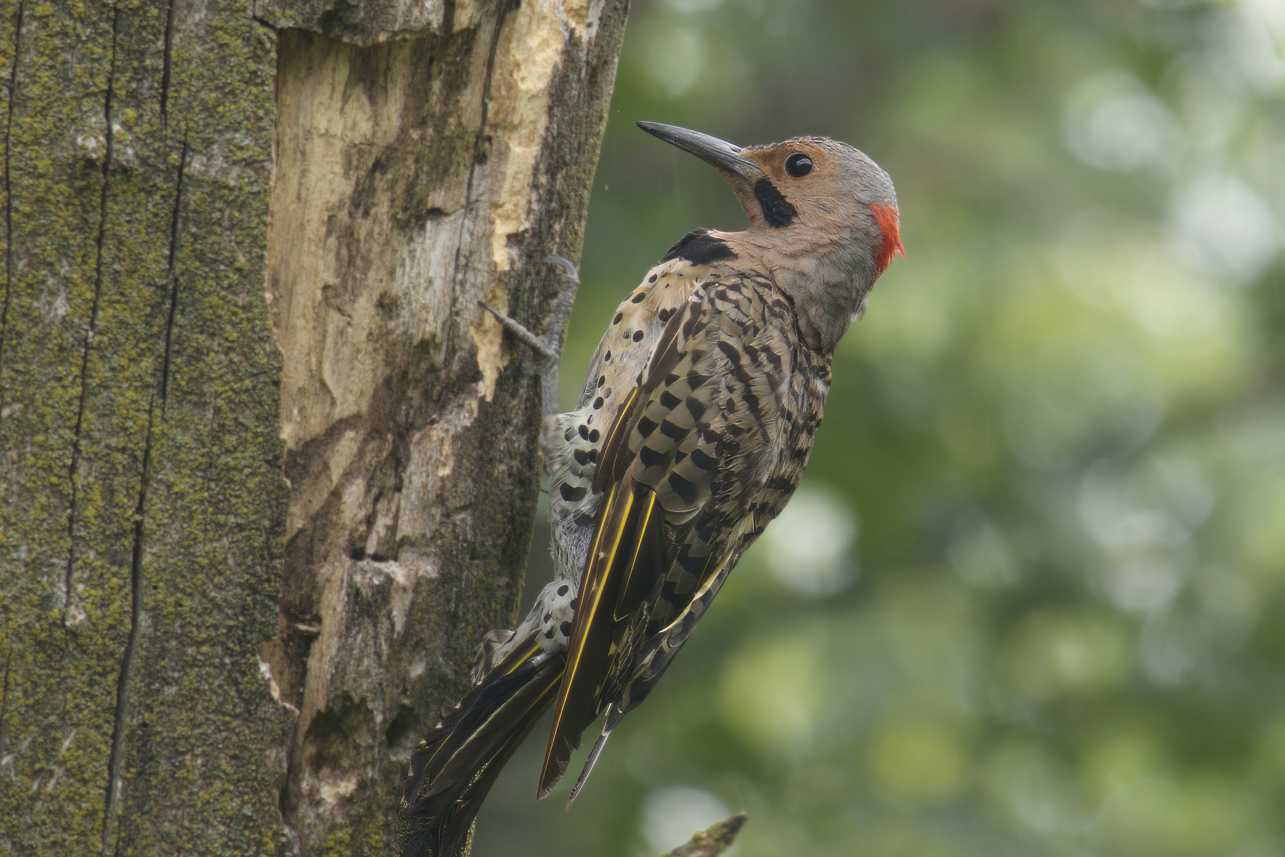 Northern Flicker (Colaptes auratus) | Chicago, IL