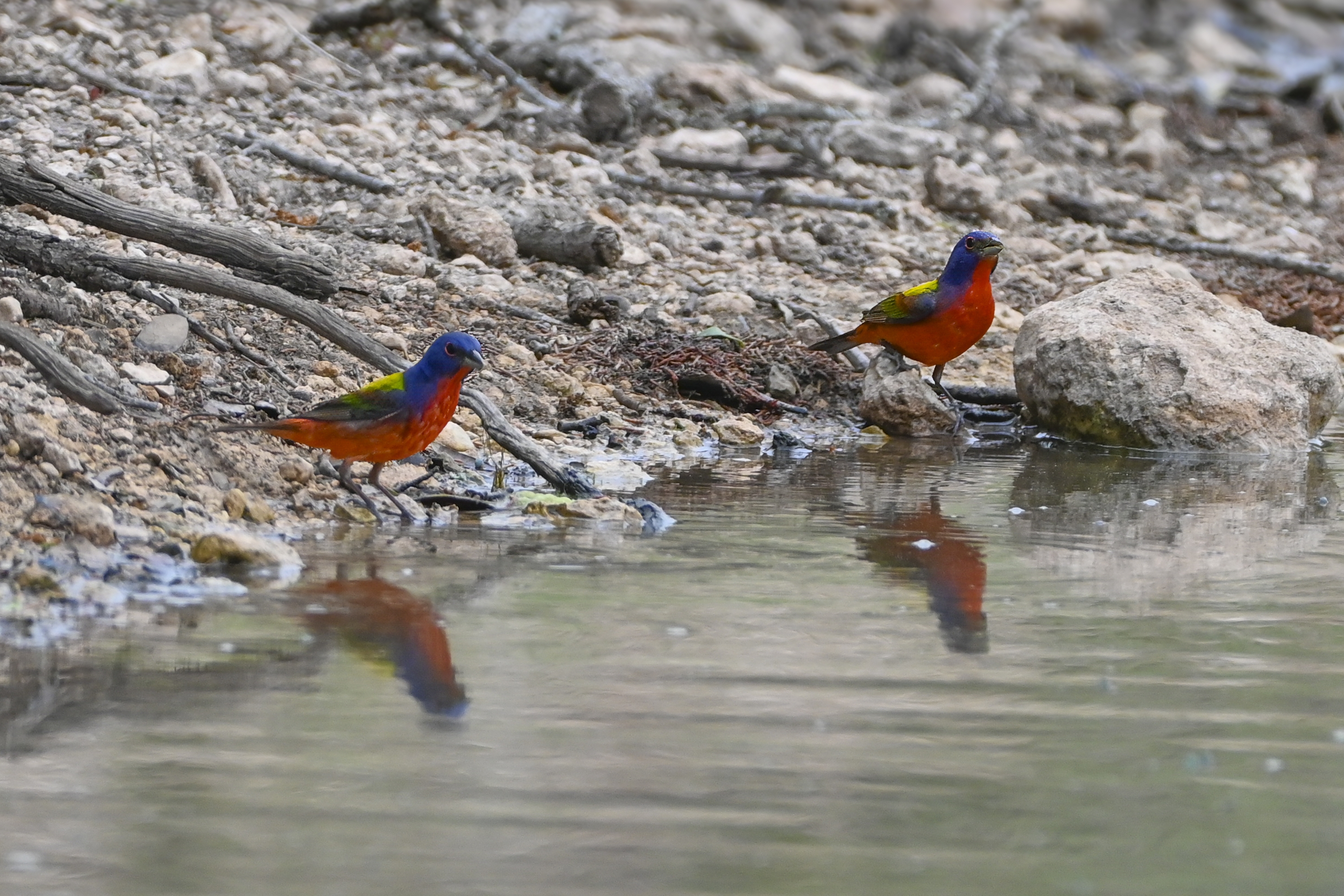 Painted Bunting (Passerina ciris) | Kerr County, TX