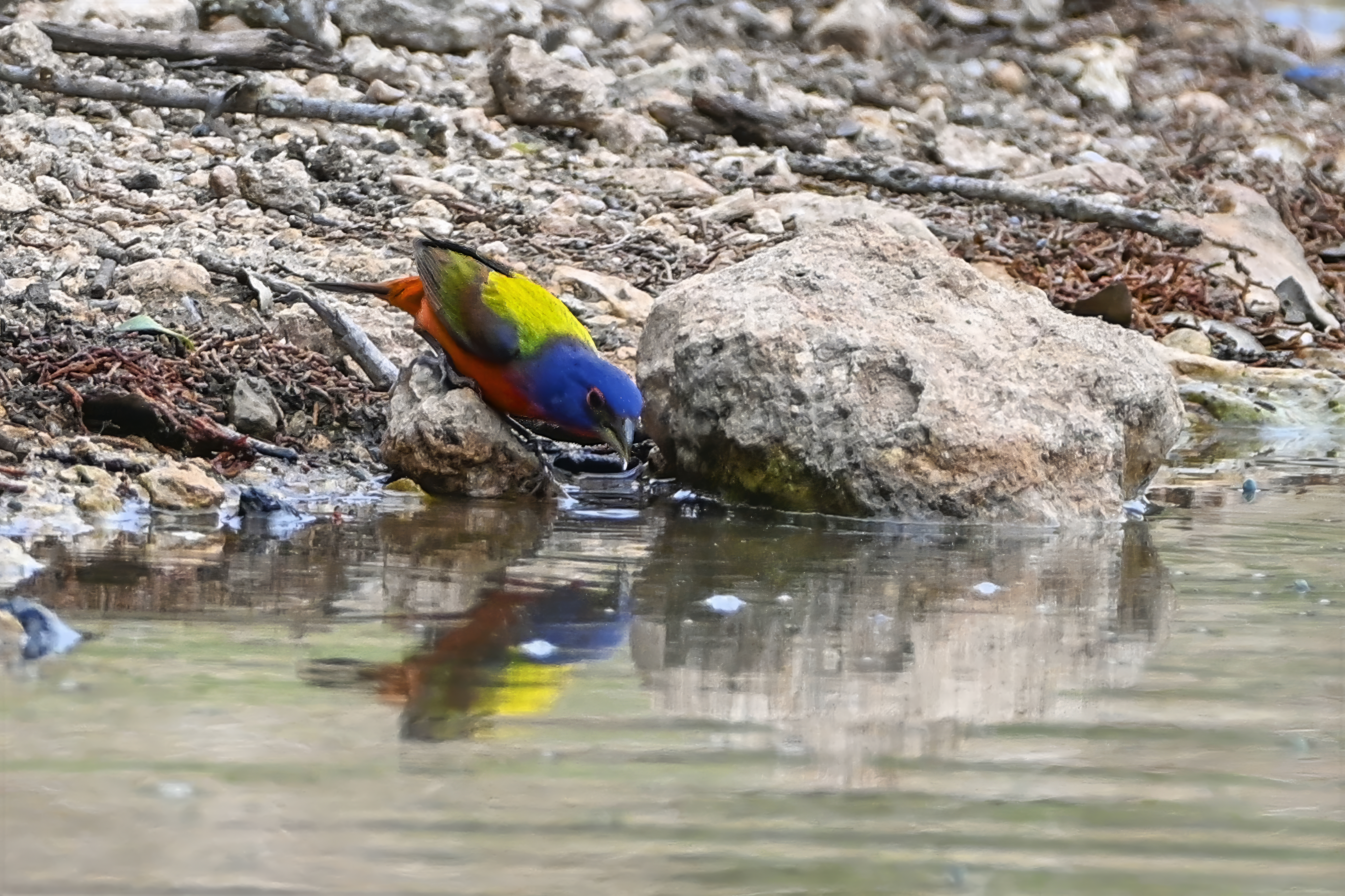 Painted Bunting with vibrant colors