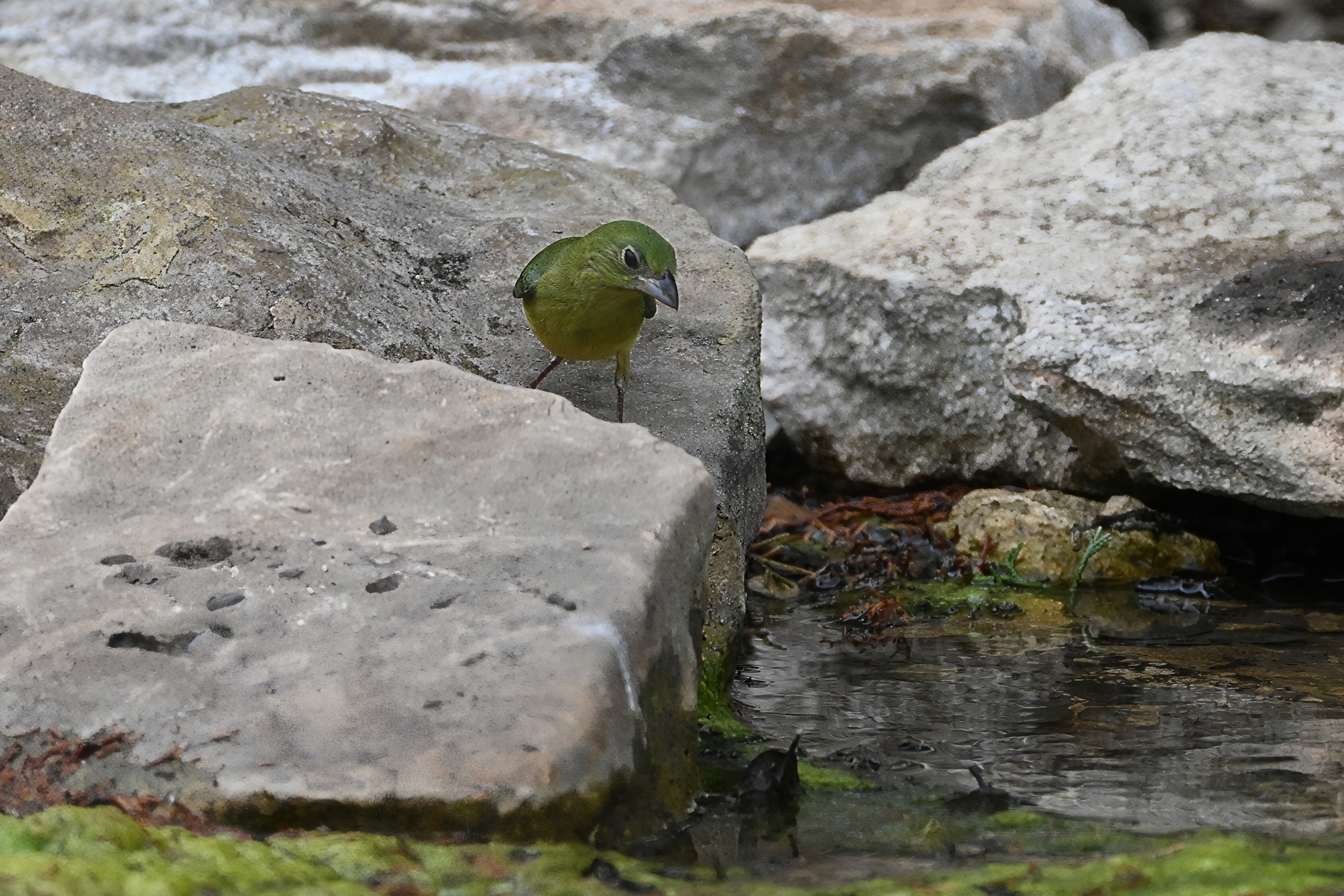 Female Painted Bunting in olive green plumage