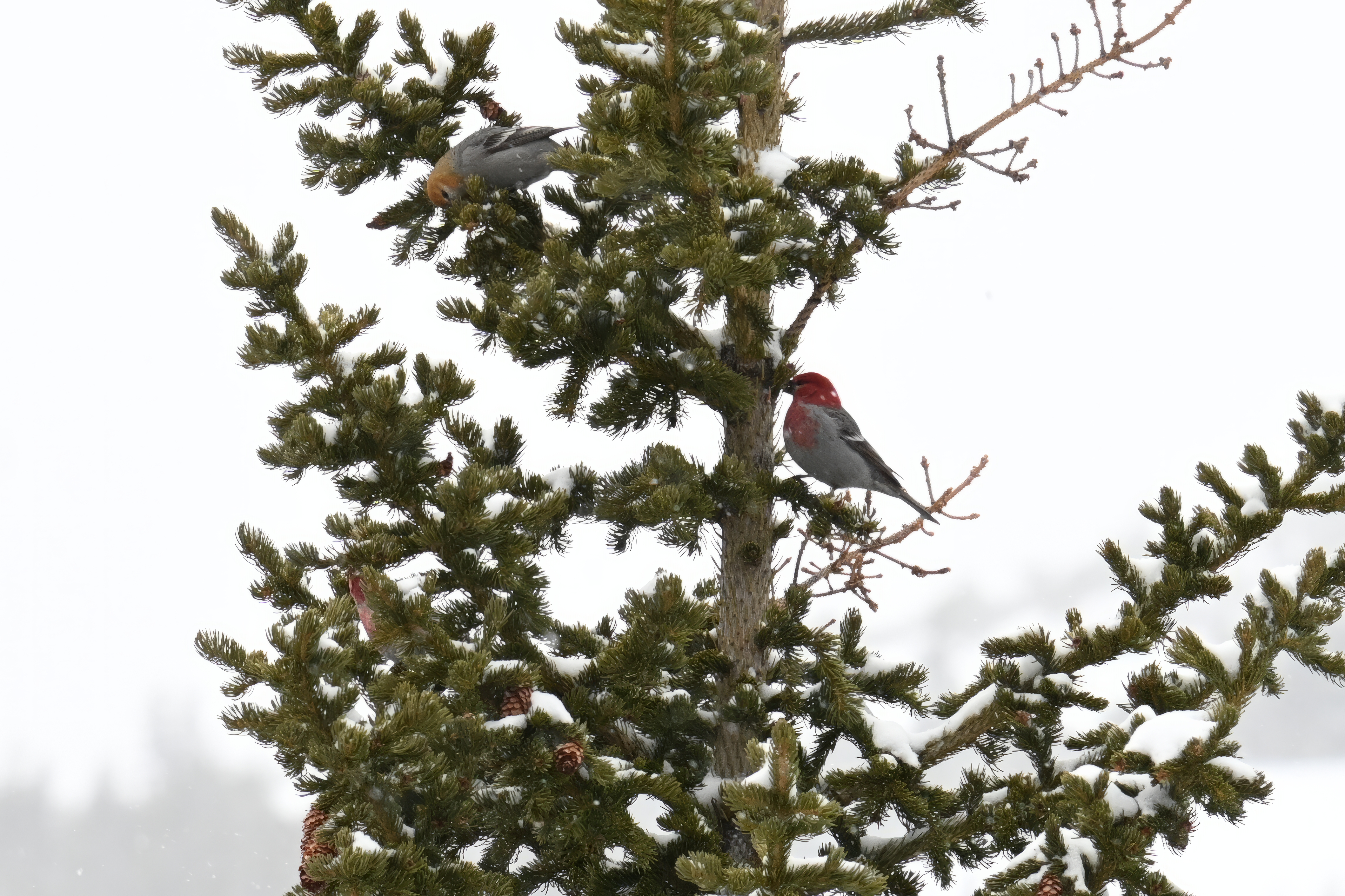 Pine Grosbeak (Pinicola enucleator) | Denver, CO