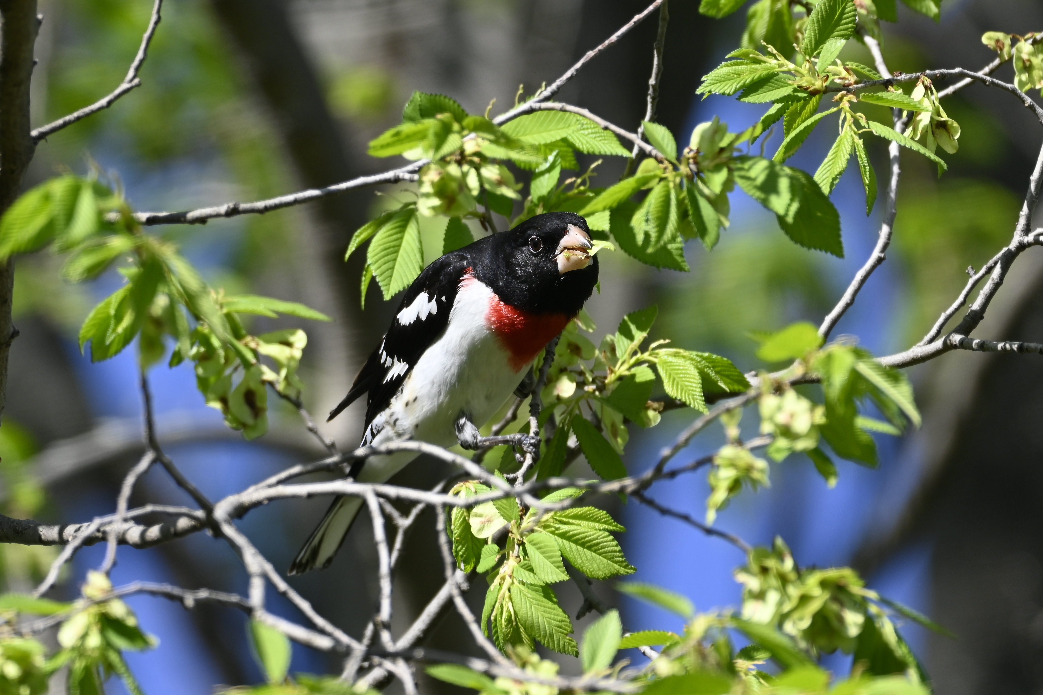 Rose-breasted Grosbeak (Pheucticus ludovicianus) | Chicago, IL