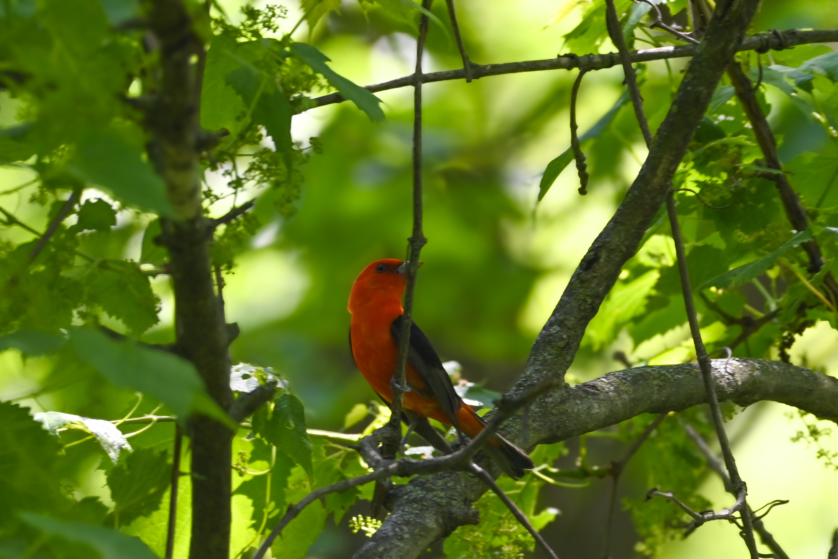 Bright red Scarlet Tanager in the woods