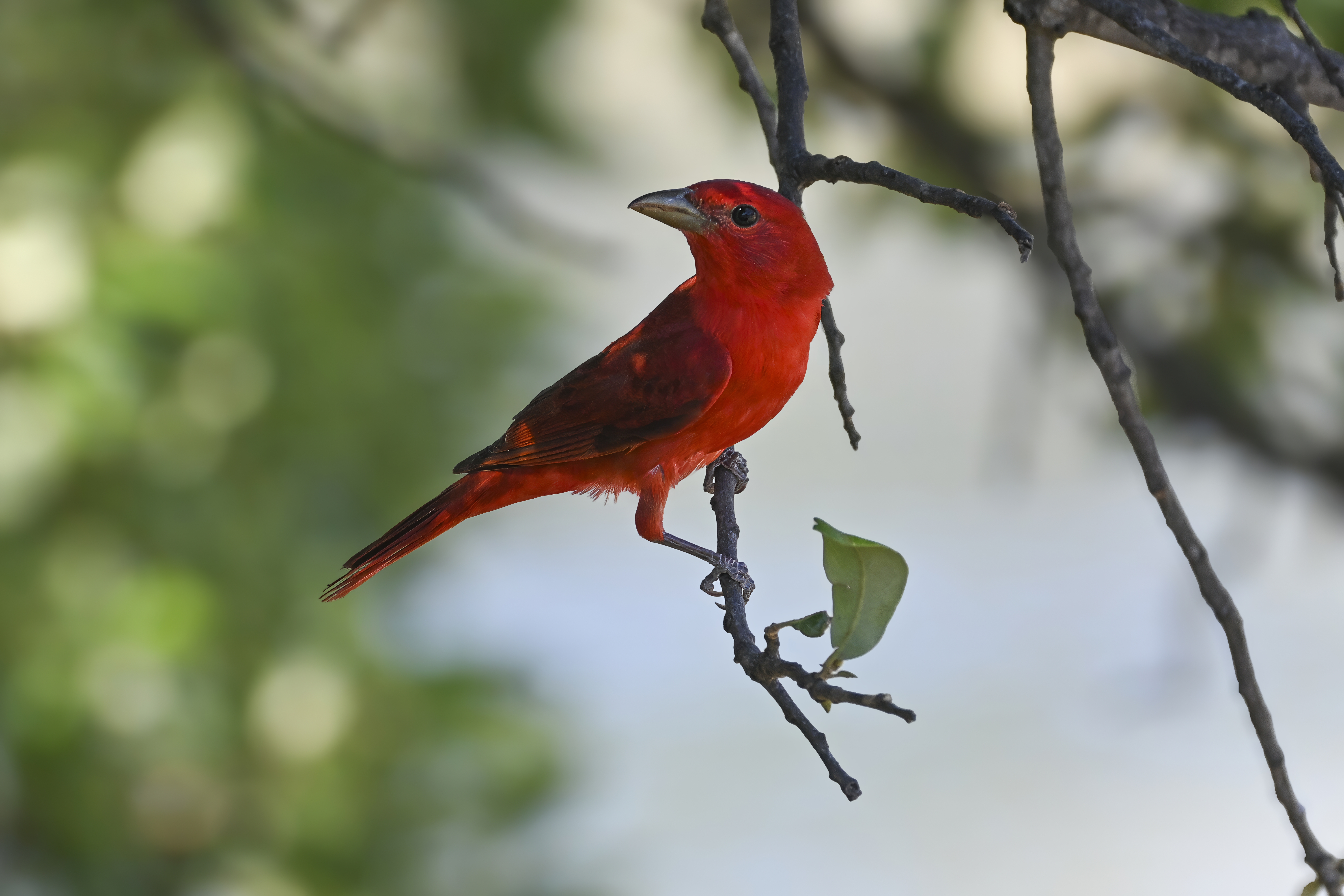 Summer Tanager (Piranga rubra) | Kerr County, TX