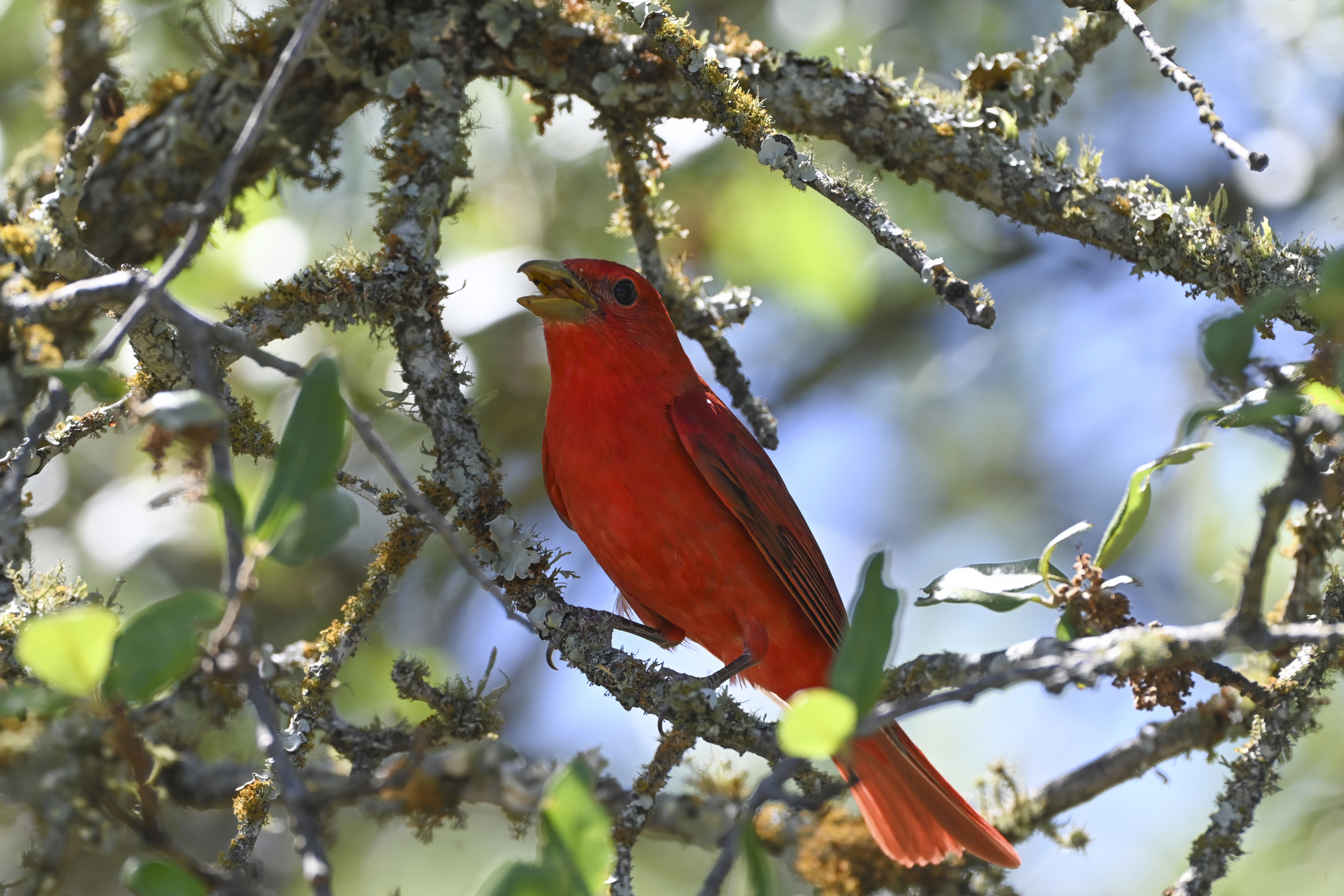 Male Summer Tanager with completely red plumage