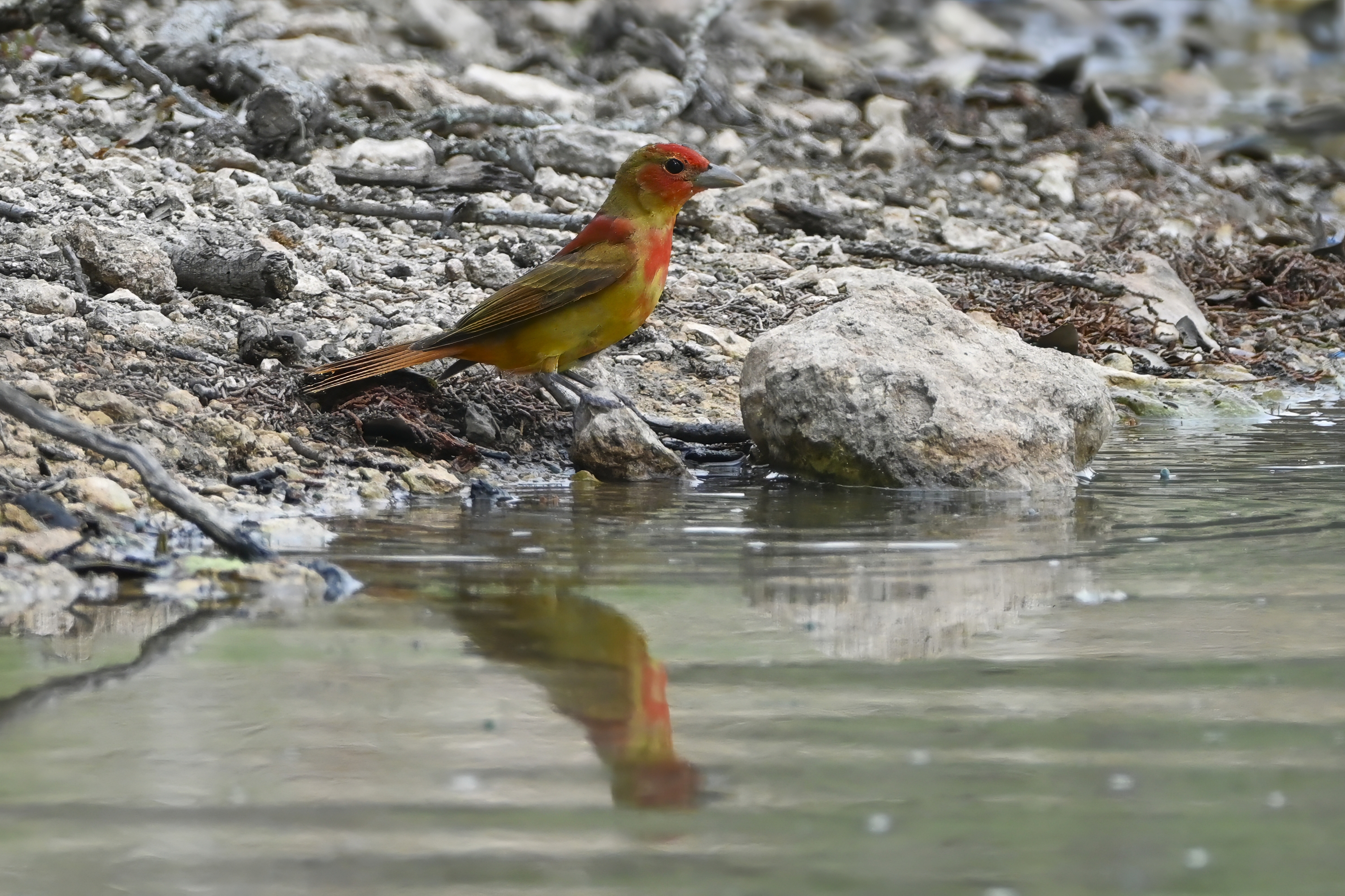 Male Summer Tanager in bright red plumage