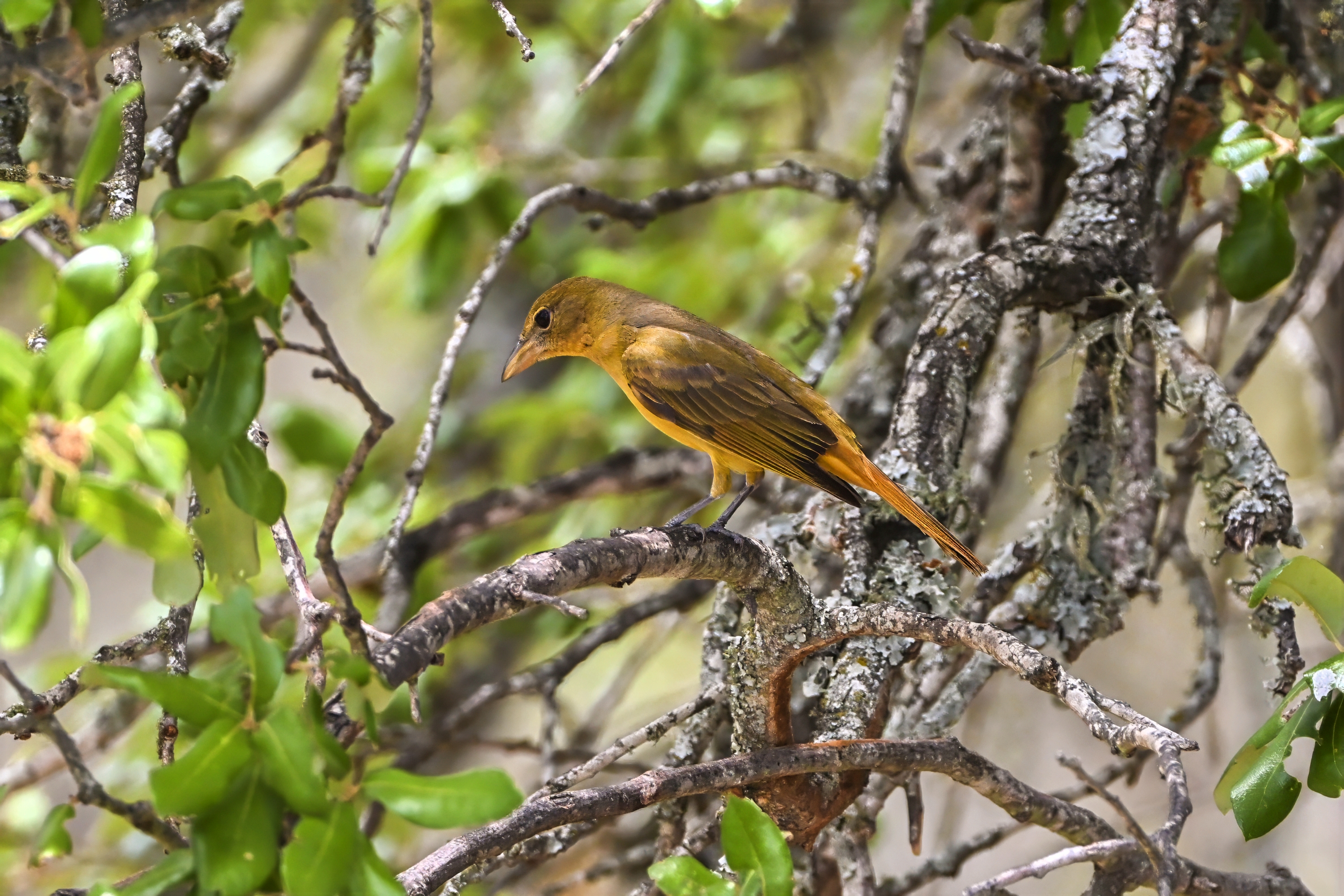 Female Summer Tanager with yellow-olive plumage