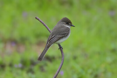 Eastern Phoebe (Sayornis phoebe) | Dallas, TX