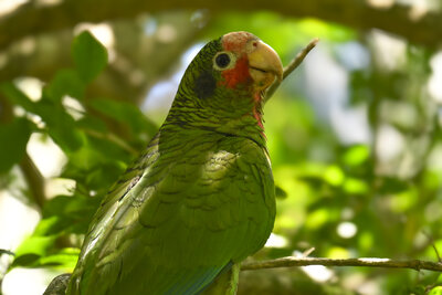 Cayman Parrot (Amazona leucocephala caymanensis) | Grand Cayman, Cayman Islands