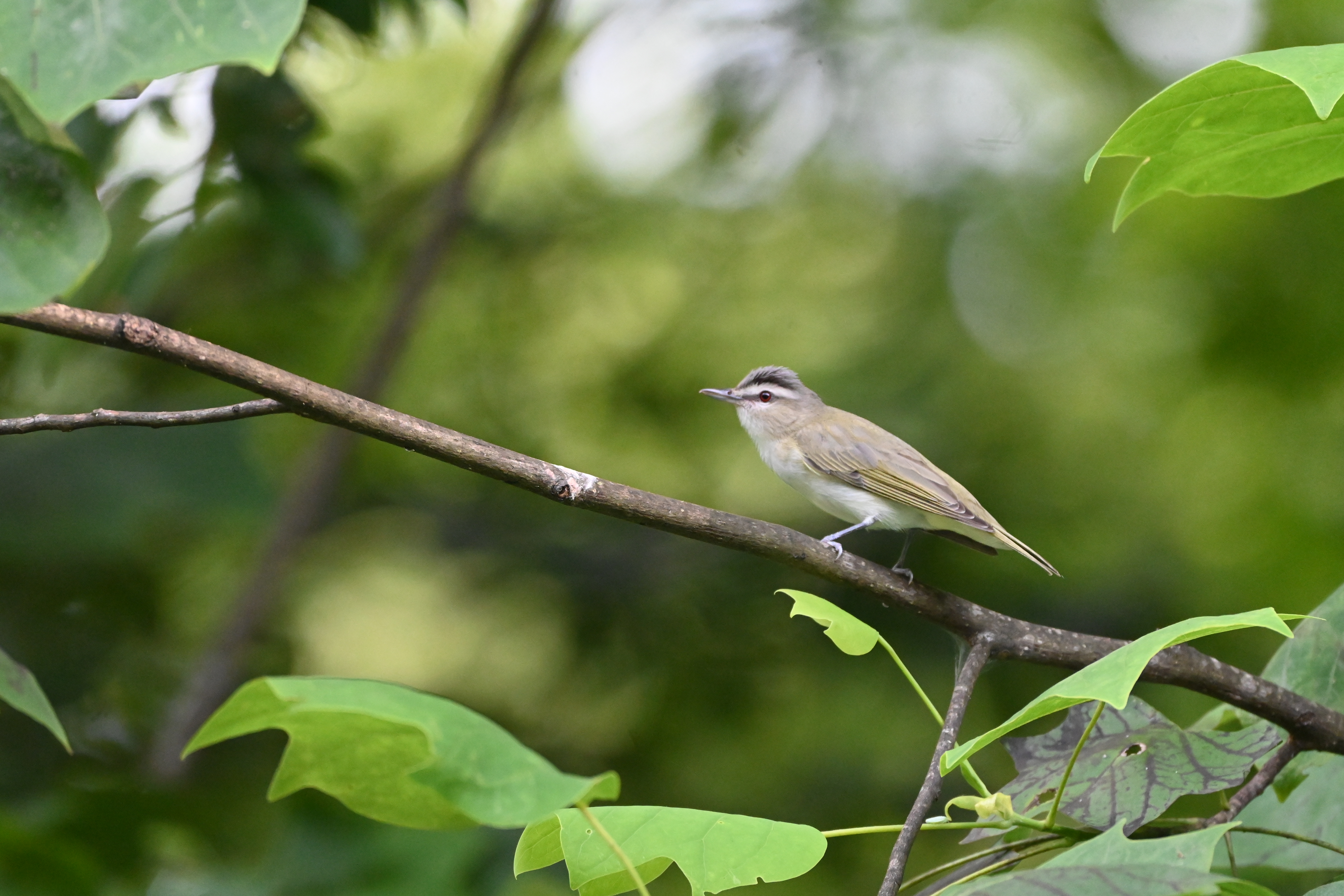 Red-eyed Vireo (Vireo olivaceus) | Atlanta, GA