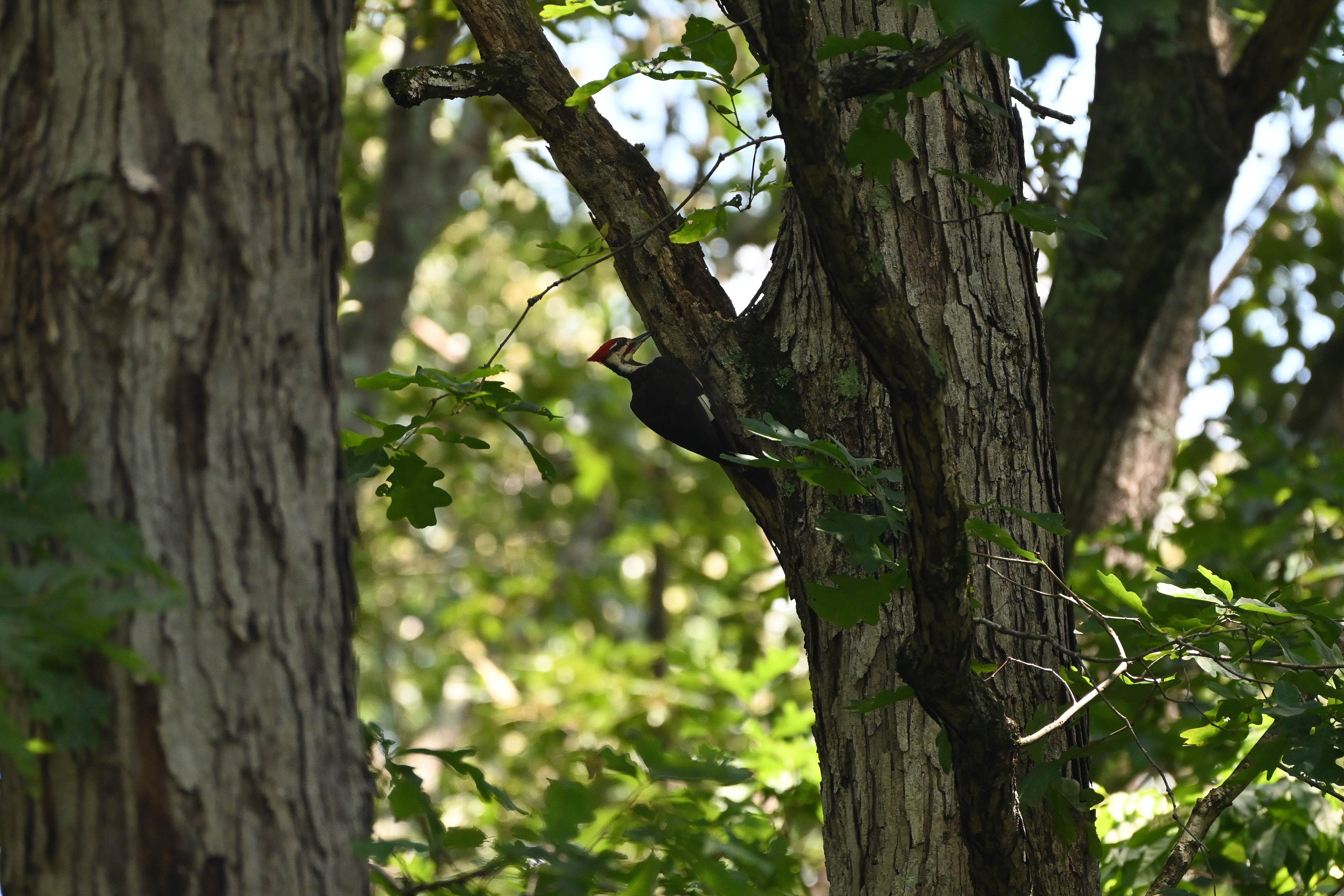 Pileated Woodpecker (Dryocopus pileatus) | Atlanta, GA