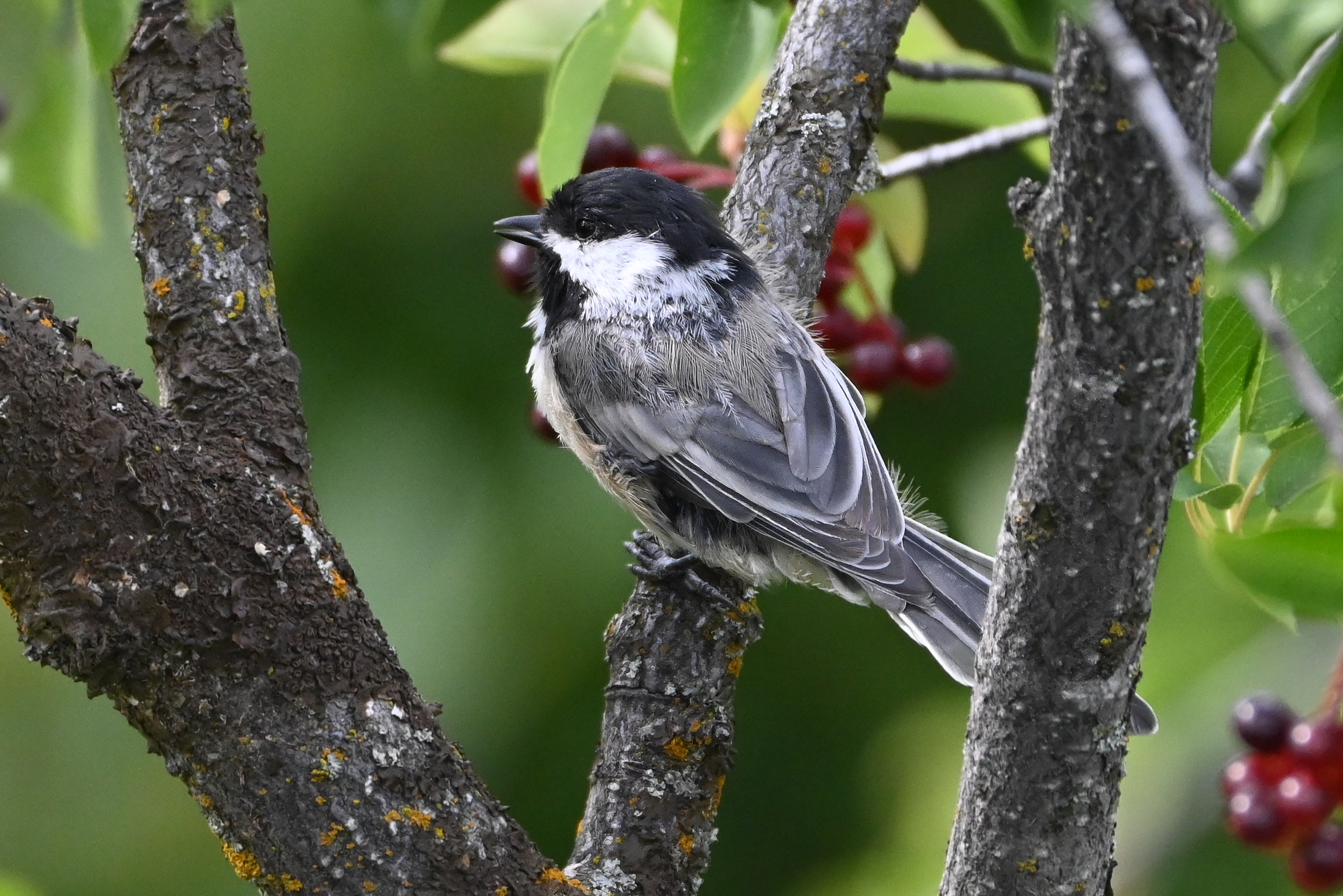 Black-capped Chickadee (Poecile atricapillus) | Bozeman, MT