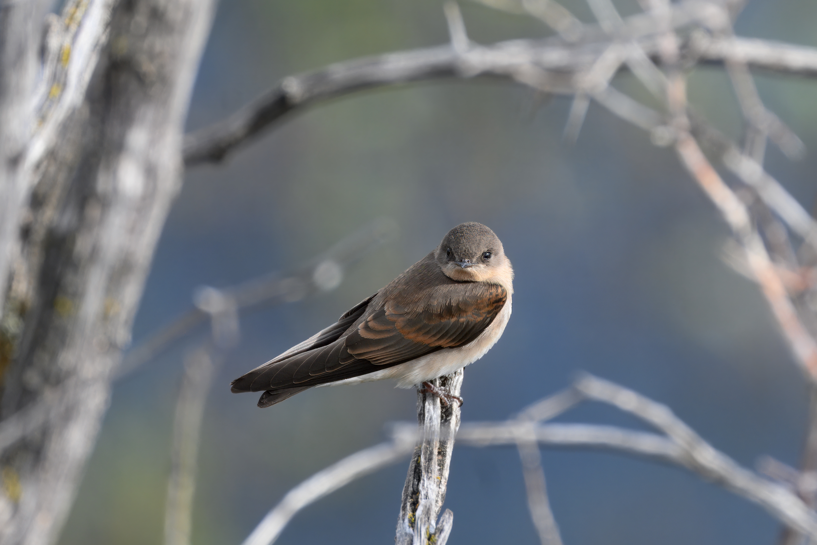 Northern Rough-winged Swallow (Stelgidopteryx serripennis) | Bozeman, MT