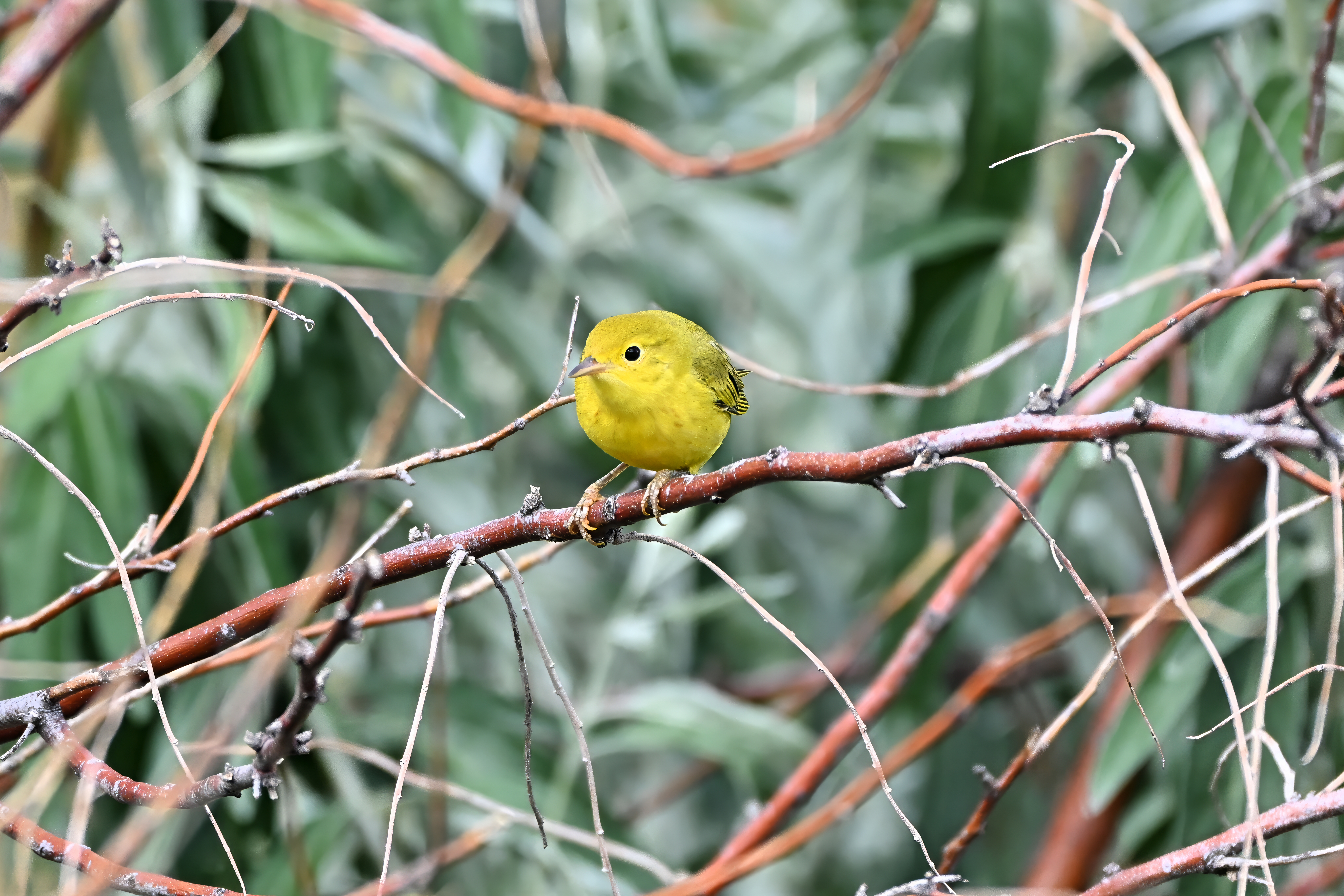 Yellow Warbler (Setophaga petechia) | Bozeman, MT