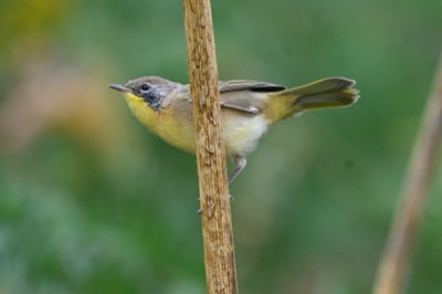 Common Yellowthroat (Geothlypis trichas) | Bozeman, MT
