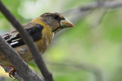 Evening Grosbeak (Coccothraustes vespertinus) | Bozeman, MT