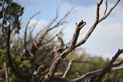 Gambel's Quail (Callipepla gambelii) | Valle, AZ