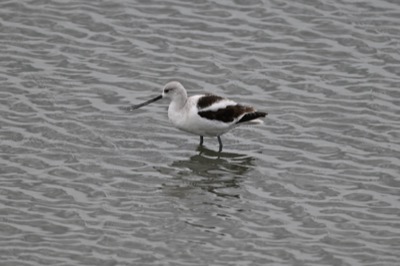 American Avocet (Recurvirostra americana) | Leonabelle Turnbull Birding Center, Port Aransas, TX