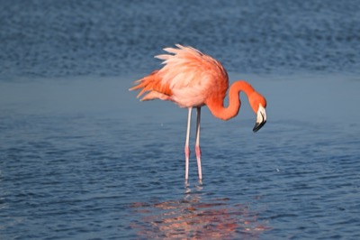 American Flamingo (Phoenicopterus ruber) | Leonabelle Turnbull Birding Center, Port Aransas, TX