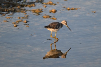Greater Yellowlegs (Tringa melanoleuca) | Leonabelle Turnbull Birding Center, Port Aransas, TX
