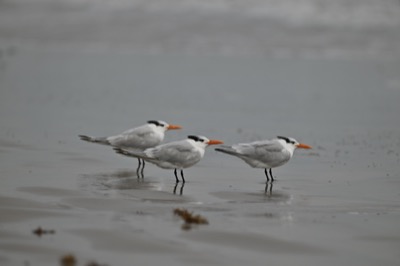 Royal Tern (Thalasseus maximus) | Leonabelle Turnbull Birding Center, Port Aransas, TX
