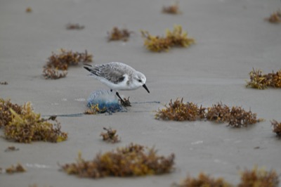Sanderling (Calidris alba) | Leonabelle Turnbull Birding Center, Port Aransas, TX