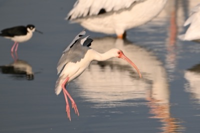 White Ibis (Eudocimus albus) | Leonabelle Turnbull Birding Center, Port Aransas, TX