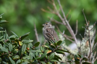 Golden-crowned Sparrow (Zonotrichia atricapilla) | Fort Funston, San Francisco, CA