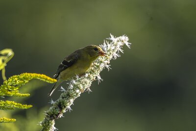 American Goldfinch (Spinus tristis) | Chicago, IL