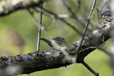 Black-and-white Warbler (Mniotilta varia) | Chicago, IL