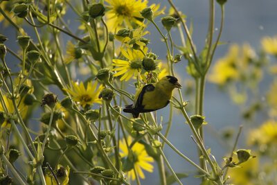 American Goldfinch (Spinus tristis) | North America