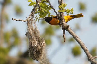 Baltimore Oriole (Icterus galbula) | North America