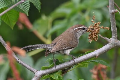 Bewick's Wren (Thryomanes bewickii) | Ladybird Johnson Wildflower Center, Austin, TX